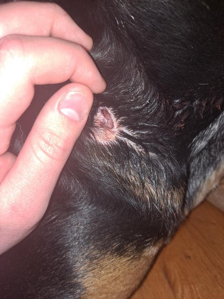 My boy came home from daycare today with an injury on his neck and I’m really freaking out. Will post more info in the comments. I just need a little reassurance.