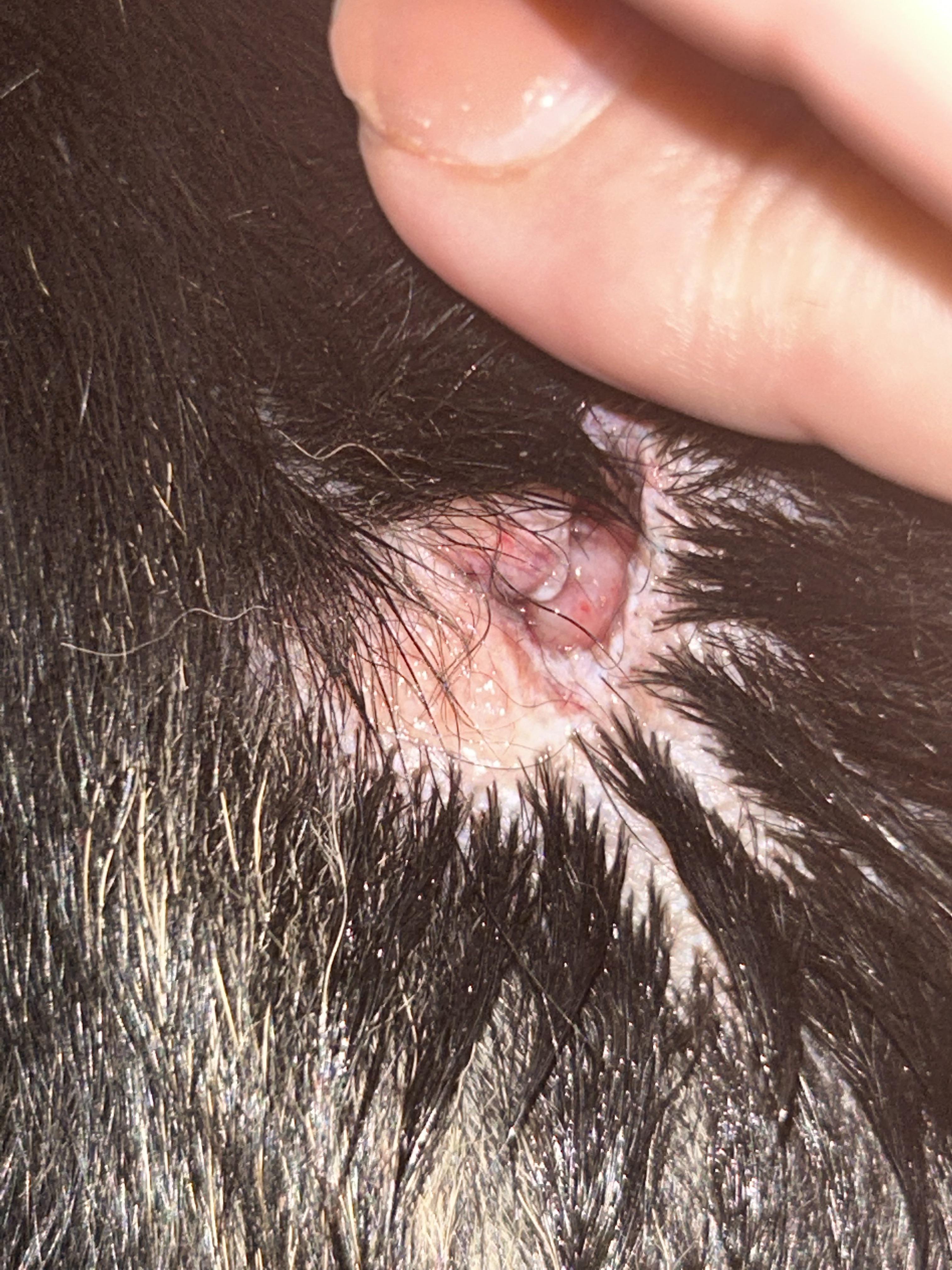 Close-up of a person's finger examining a red skin lesion and injury on a Rottweiler's neck fur.