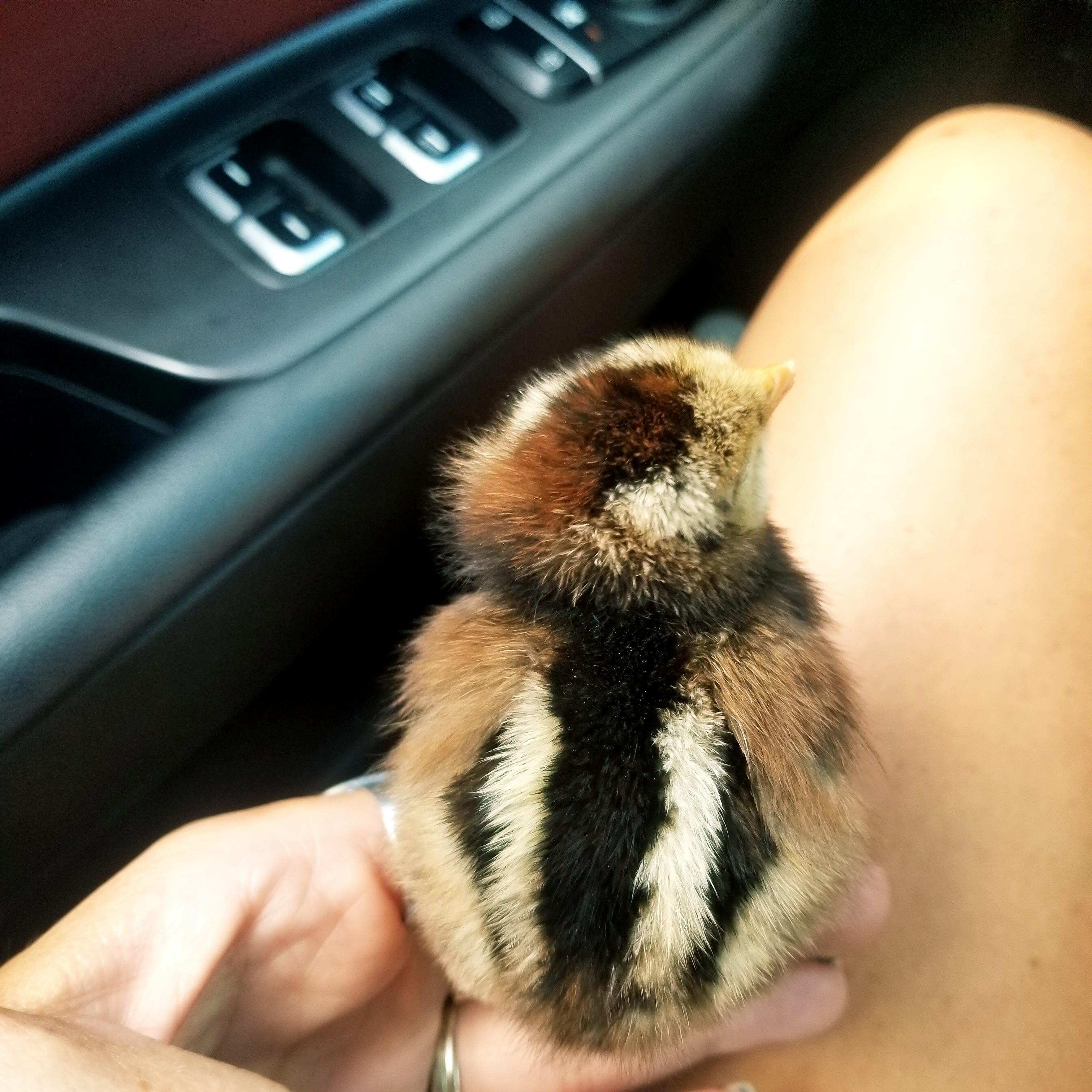 This 1day old chick looks like a chipmunk, and it's