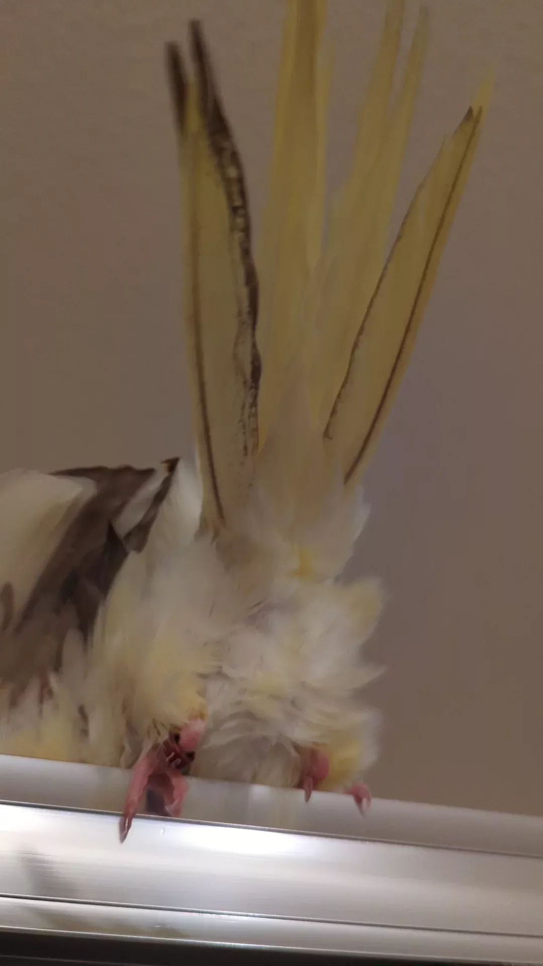 Kiwi loves showering (in the shower)