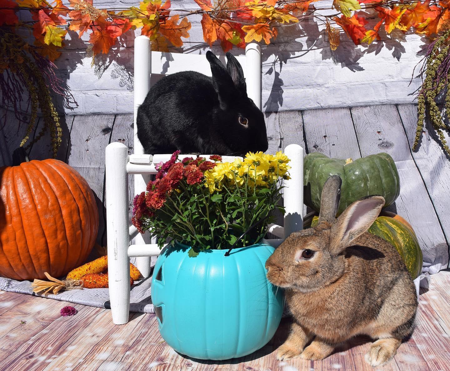 A painting of my bunnies made by a loved one | Scrolller