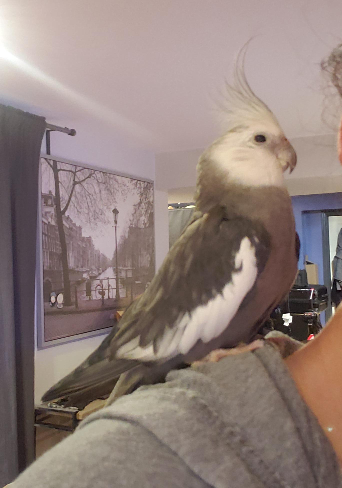 A grey and white cockatiel borb perched on a person wearing a grey fleece hoodie.