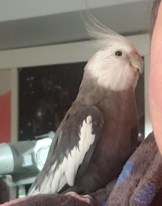 Slight changes after 1 month at his new home.Swipe for the old borb Clive Beaker.