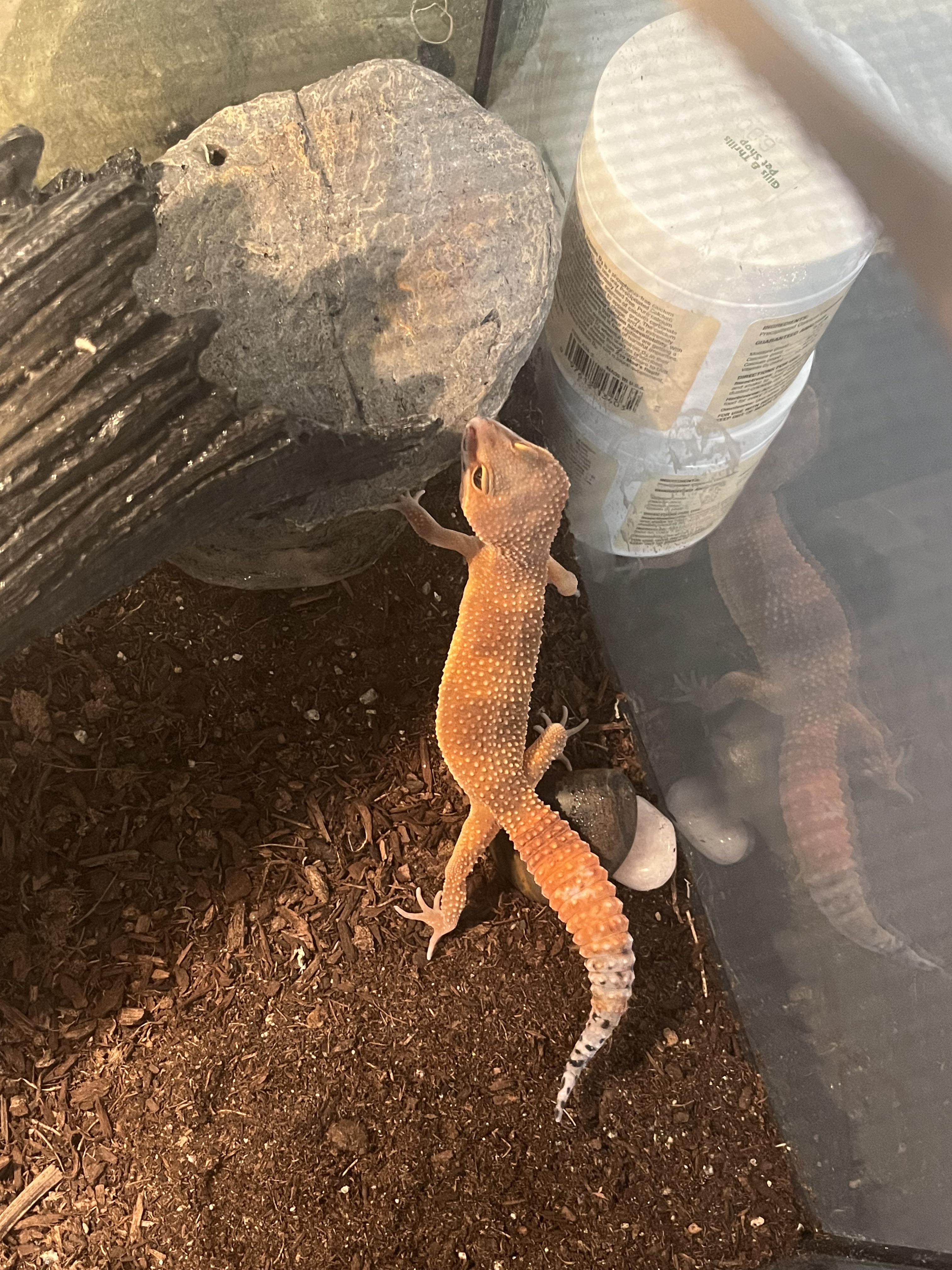 Fancy leopard gecko 🦎 | Scrolller