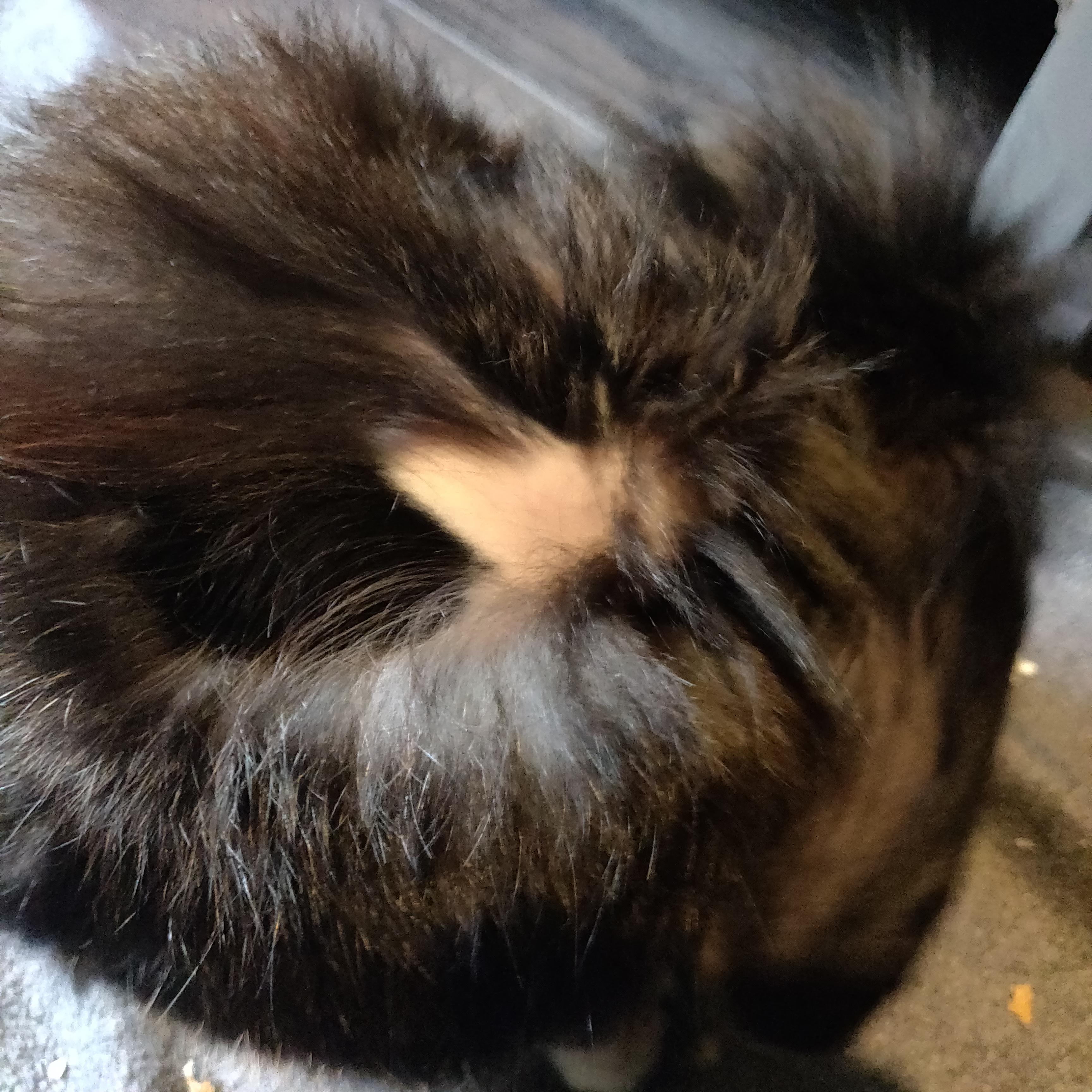 Discover more like Rabbits: My rabbit has large bald spots behind his ...