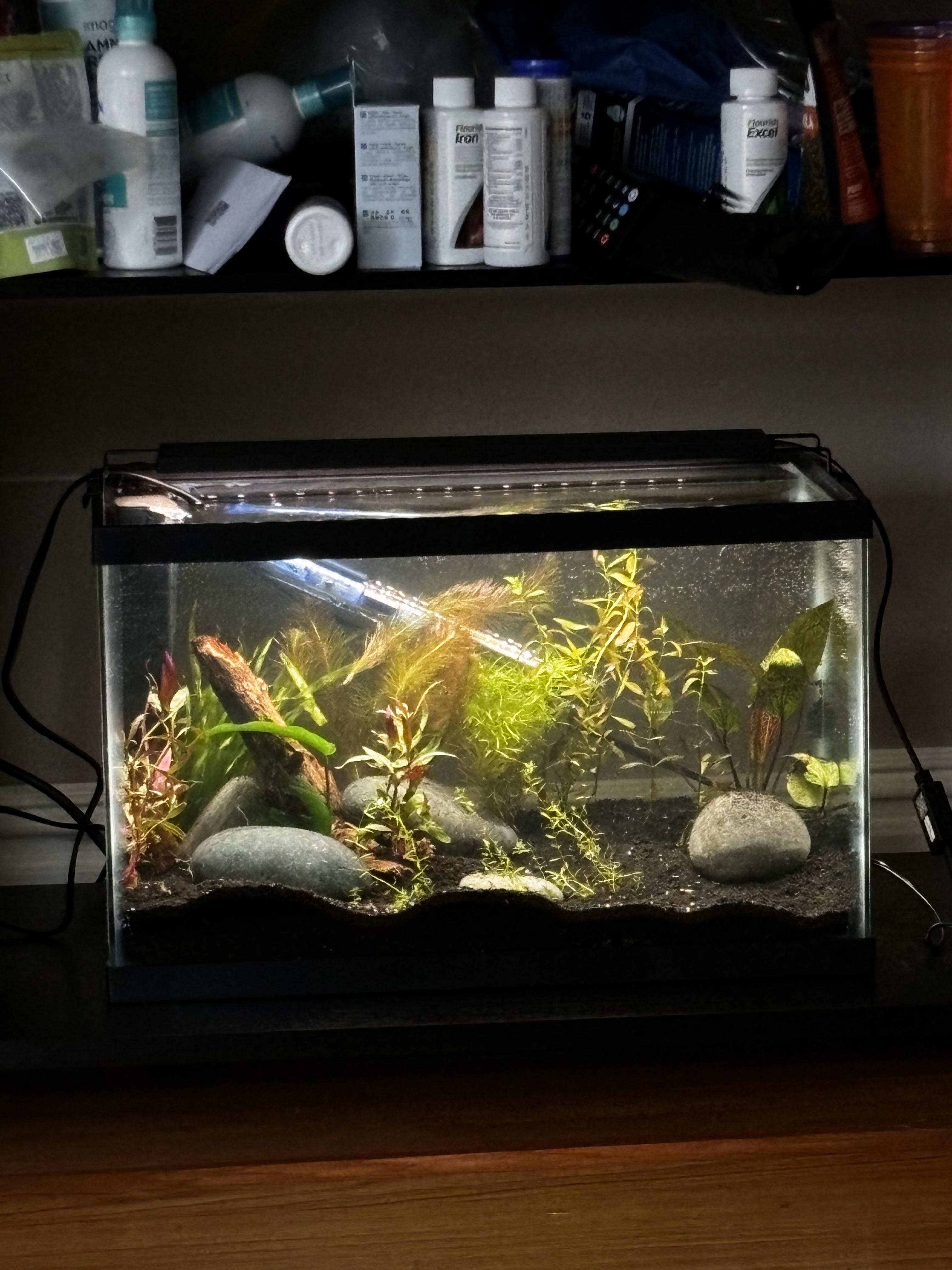 New Scape