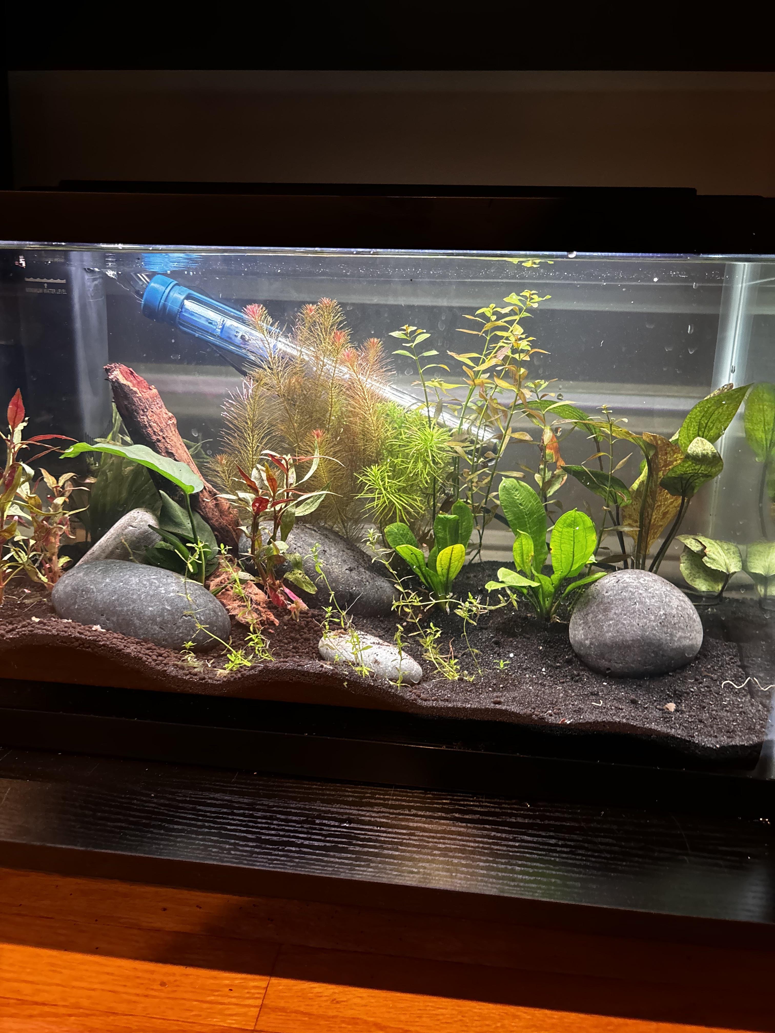 Planted tank aquascape with fish, aquatic plants, and rocks under blue lighting on a shelf