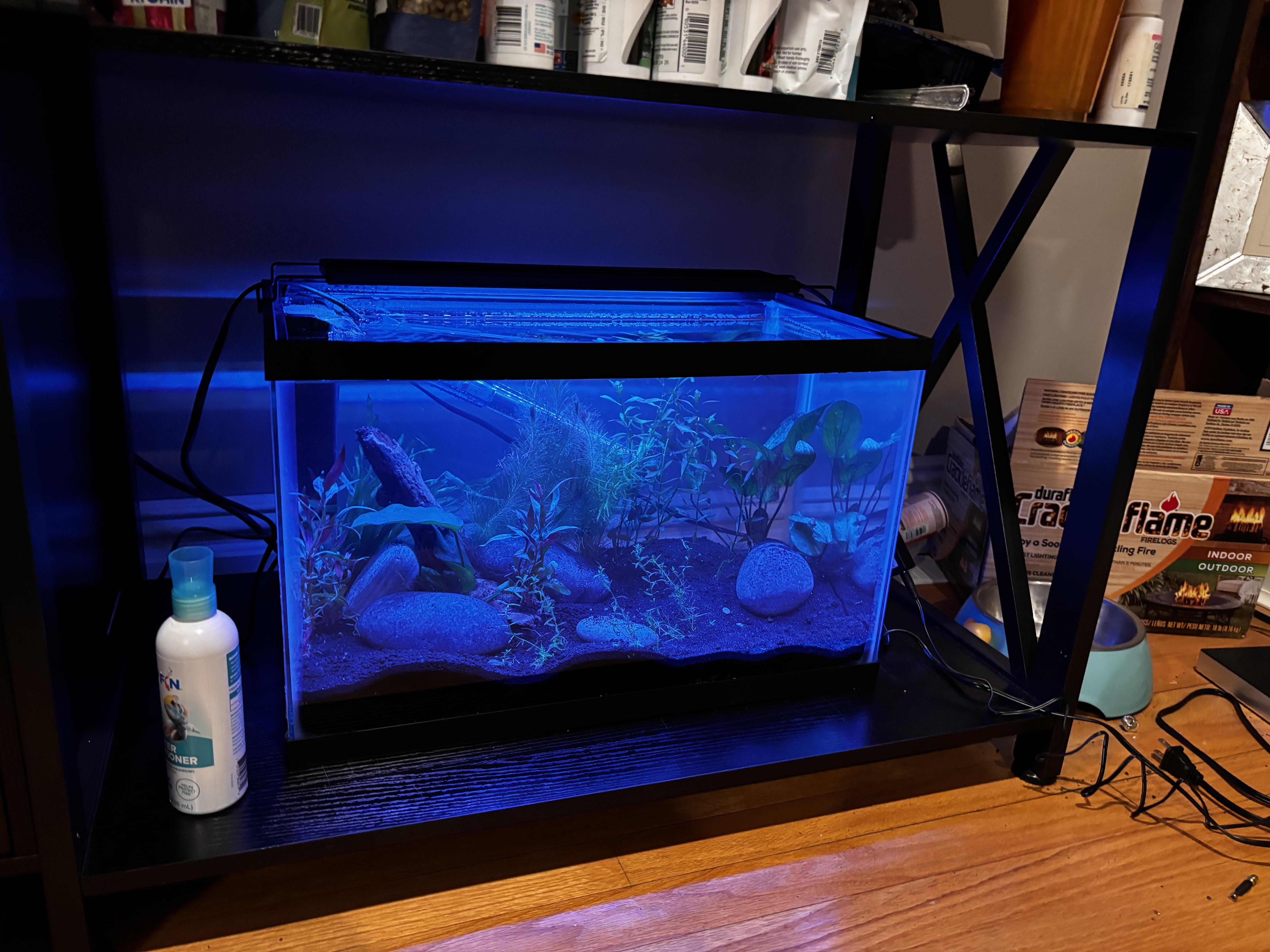Planted tank aquascape with fish, aquatic plants, and rocks under blue lighting on a shelf