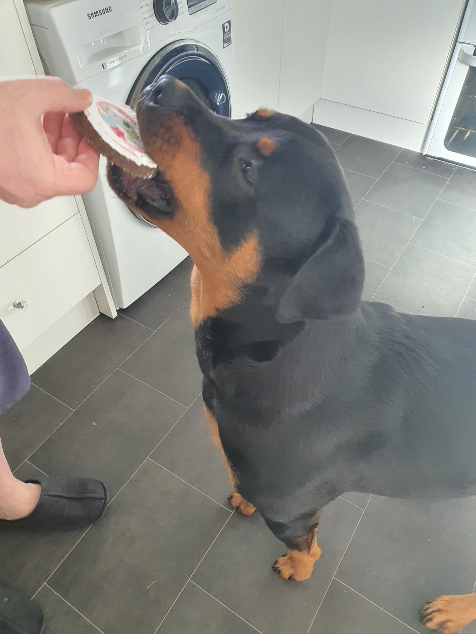 Rottie Roo Roo 1 year old today and been spoilt rotten. Even had some dog wine 👍 ...