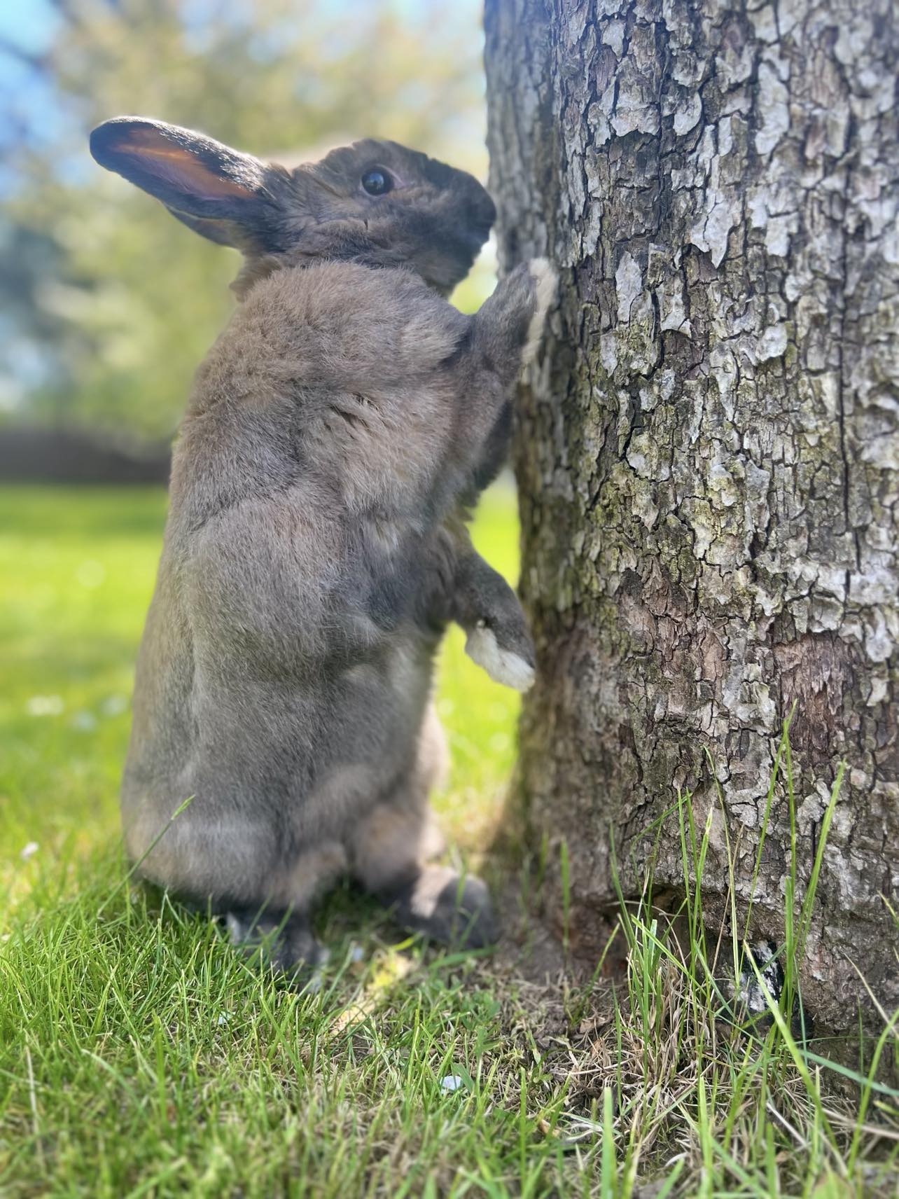My rabbit has a breed or not ? | Scrolller