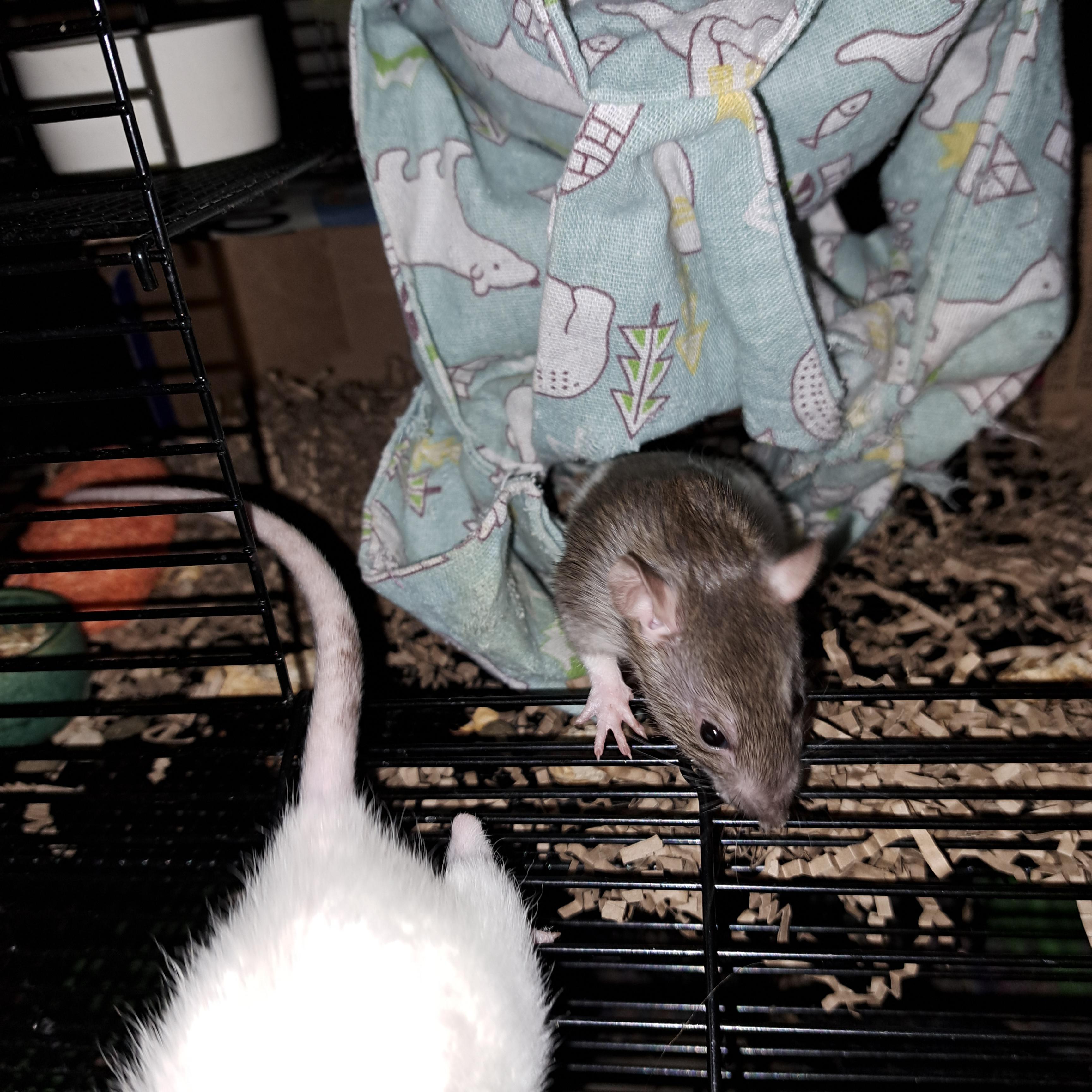 Rat won't leave cage | Scrolller