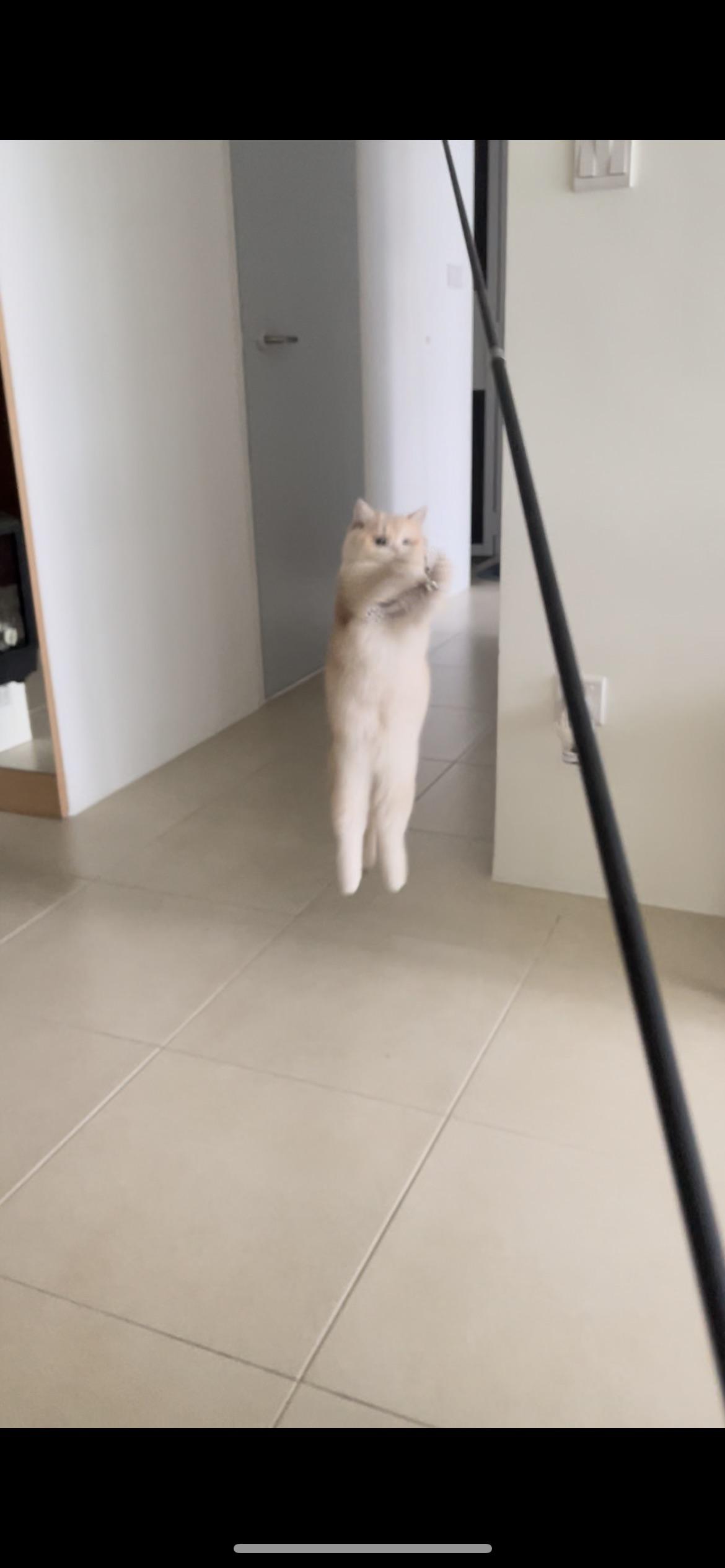 A blurry, goofy light-colored cat standing on its hind legs in an indoor hallway next to a black pole.
