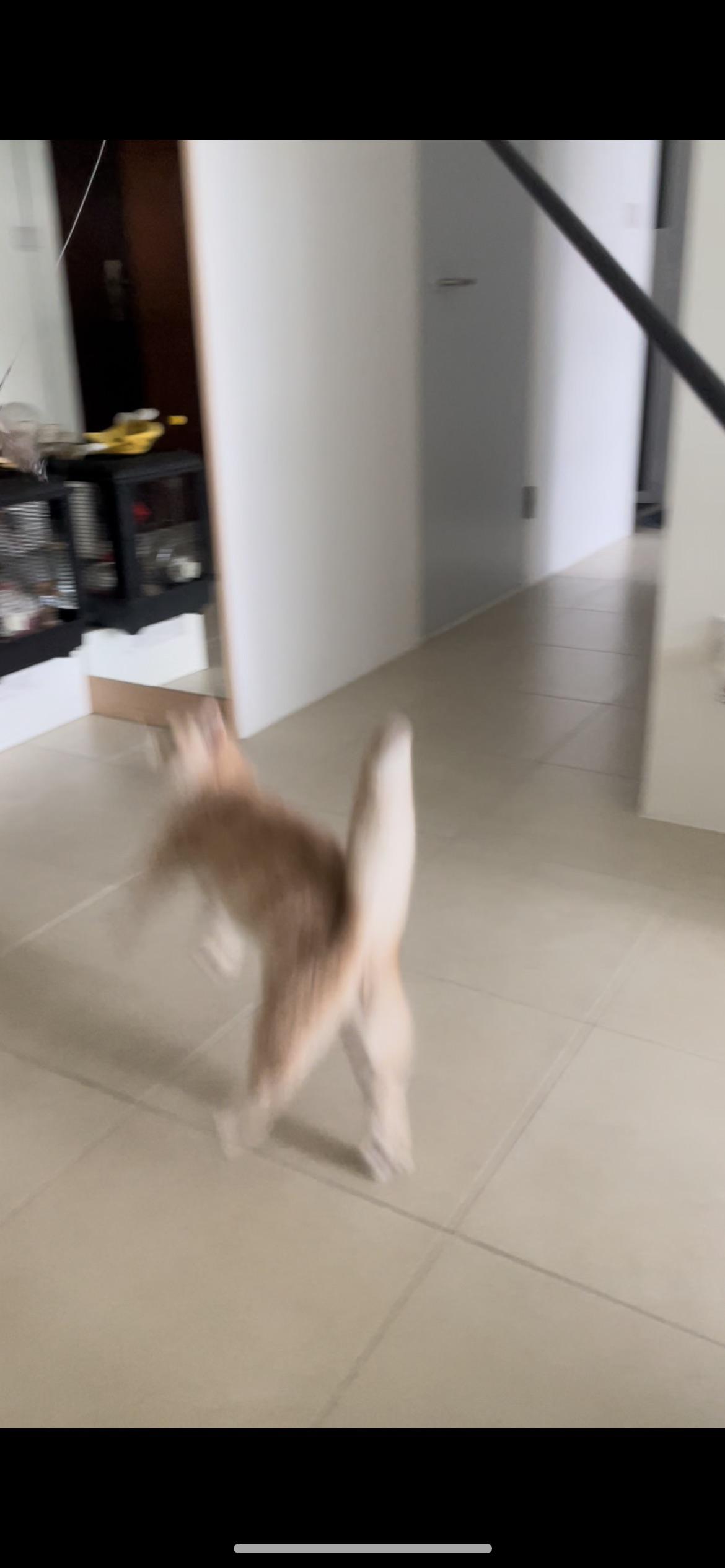 A blurry, goofy light-colored cat standing on its hind legs in an indoor hallway next to a black pole.