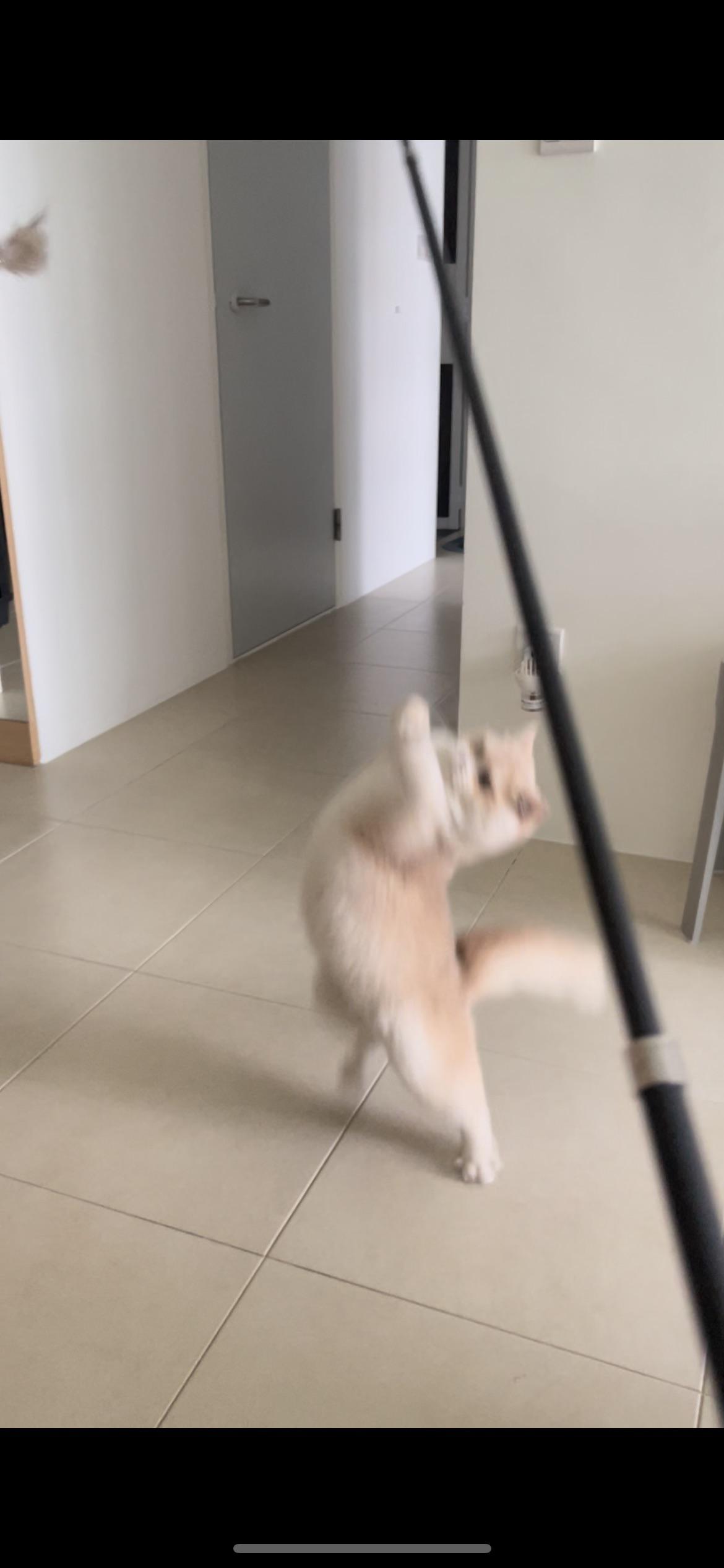 A blurry, goofy light-colored cat standing on its hind legs in an indoor hallway next to a black pole.