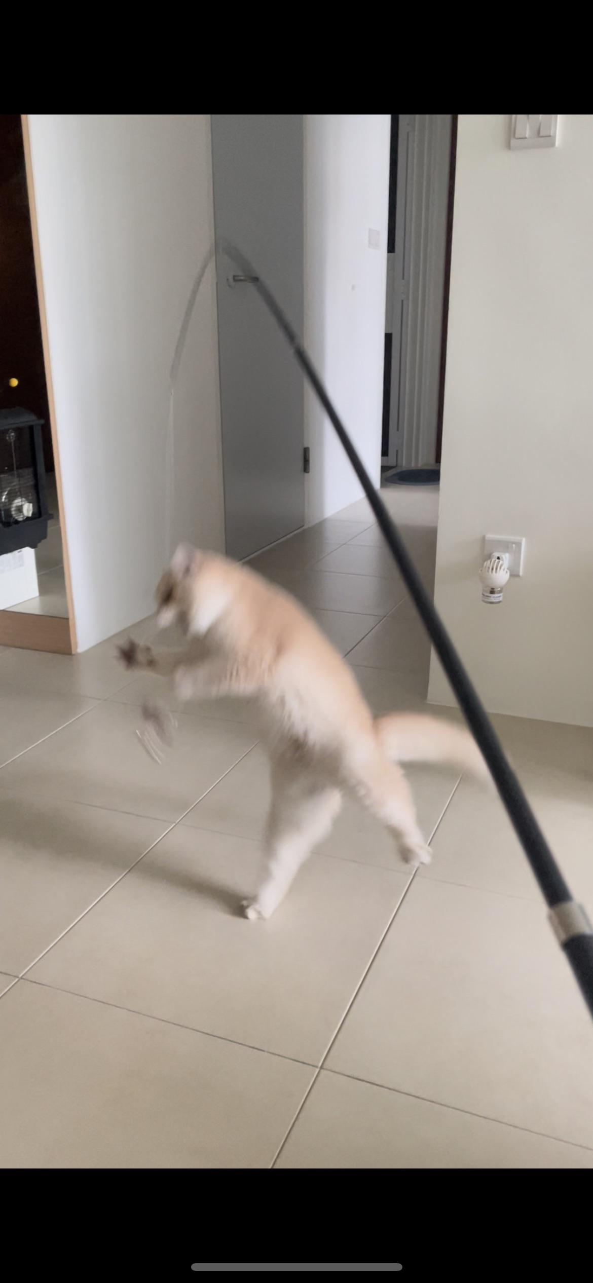A blurry, goofy light-colored cat standing on its hind legs in an indoor hallway next to a black pole.