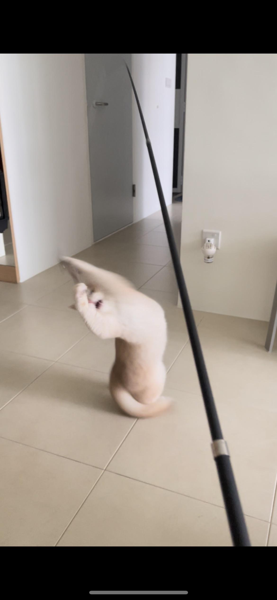 Blurry pictures of a cat