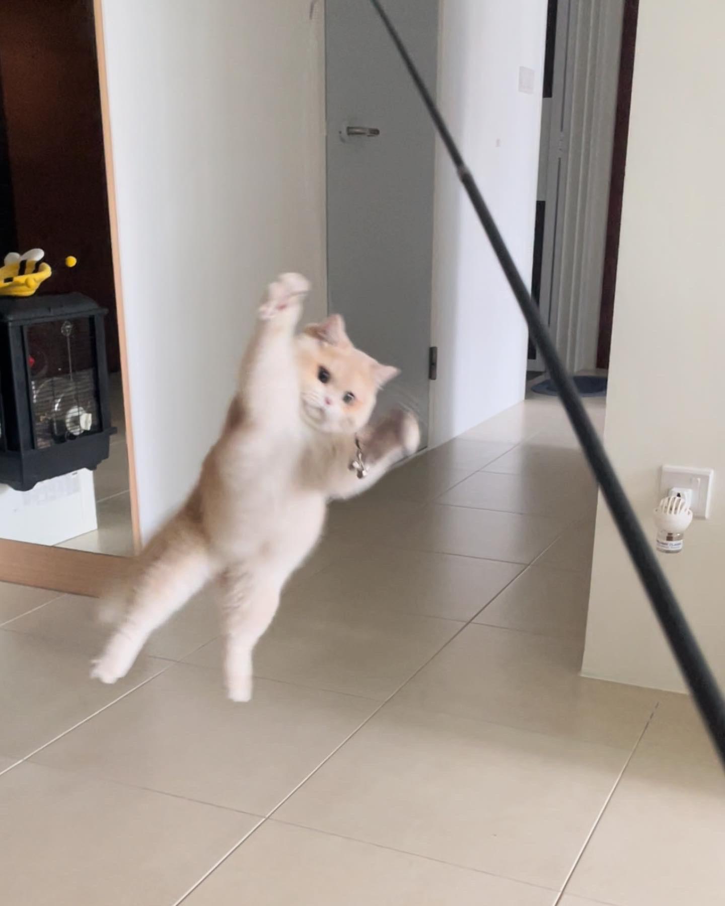 A blurry, goofy light-colored cat standing on its hind legs in an indoor hallway next to a black pole.