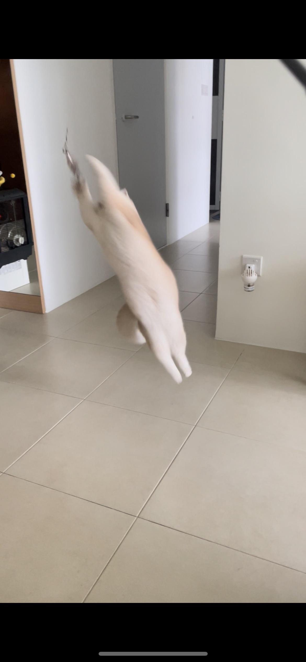 A blurry, goofy light-colored cat standing on its hind legs in an indoor hallway next to a black pole.