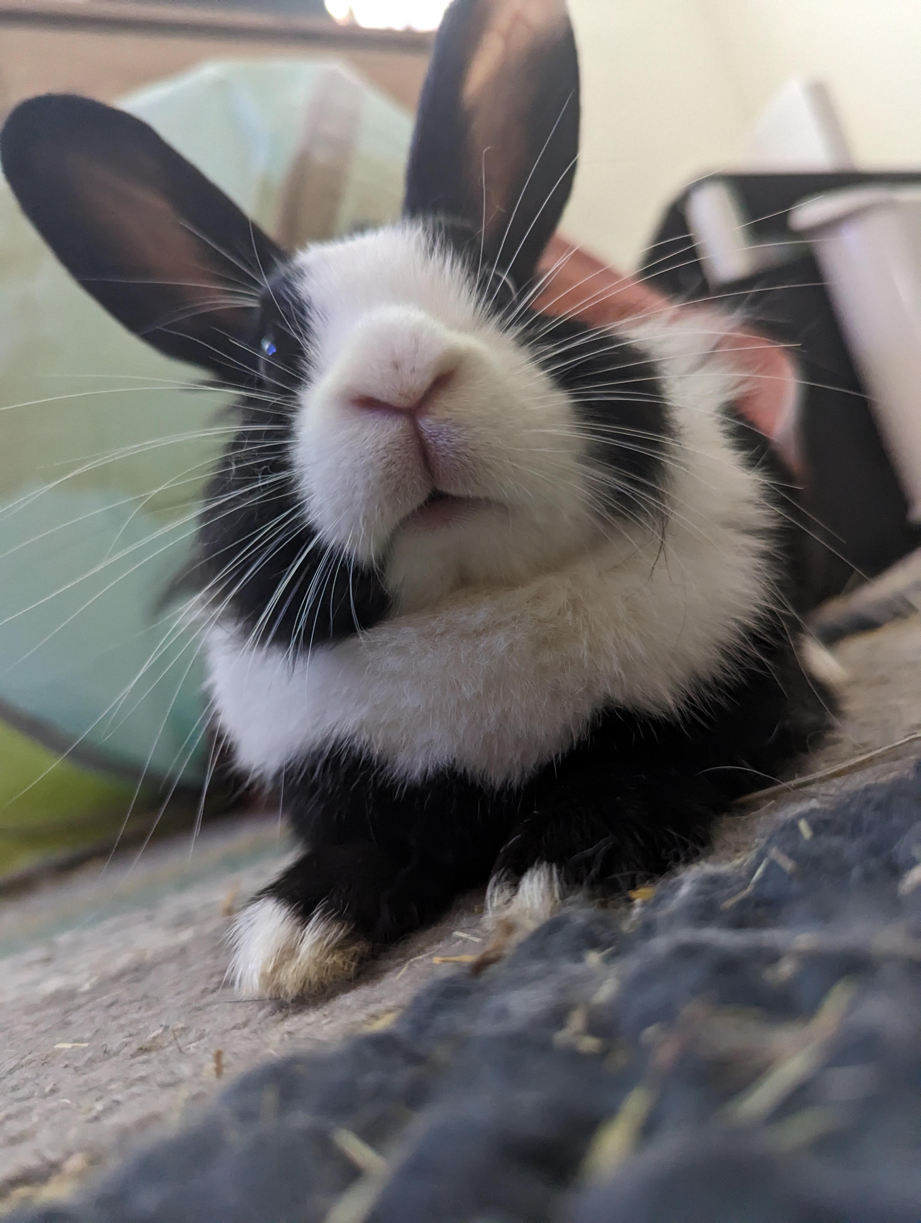 Two close-up photos of a cute black and white bunny rabbit with fluffy fur and long whiskers on a carpet.