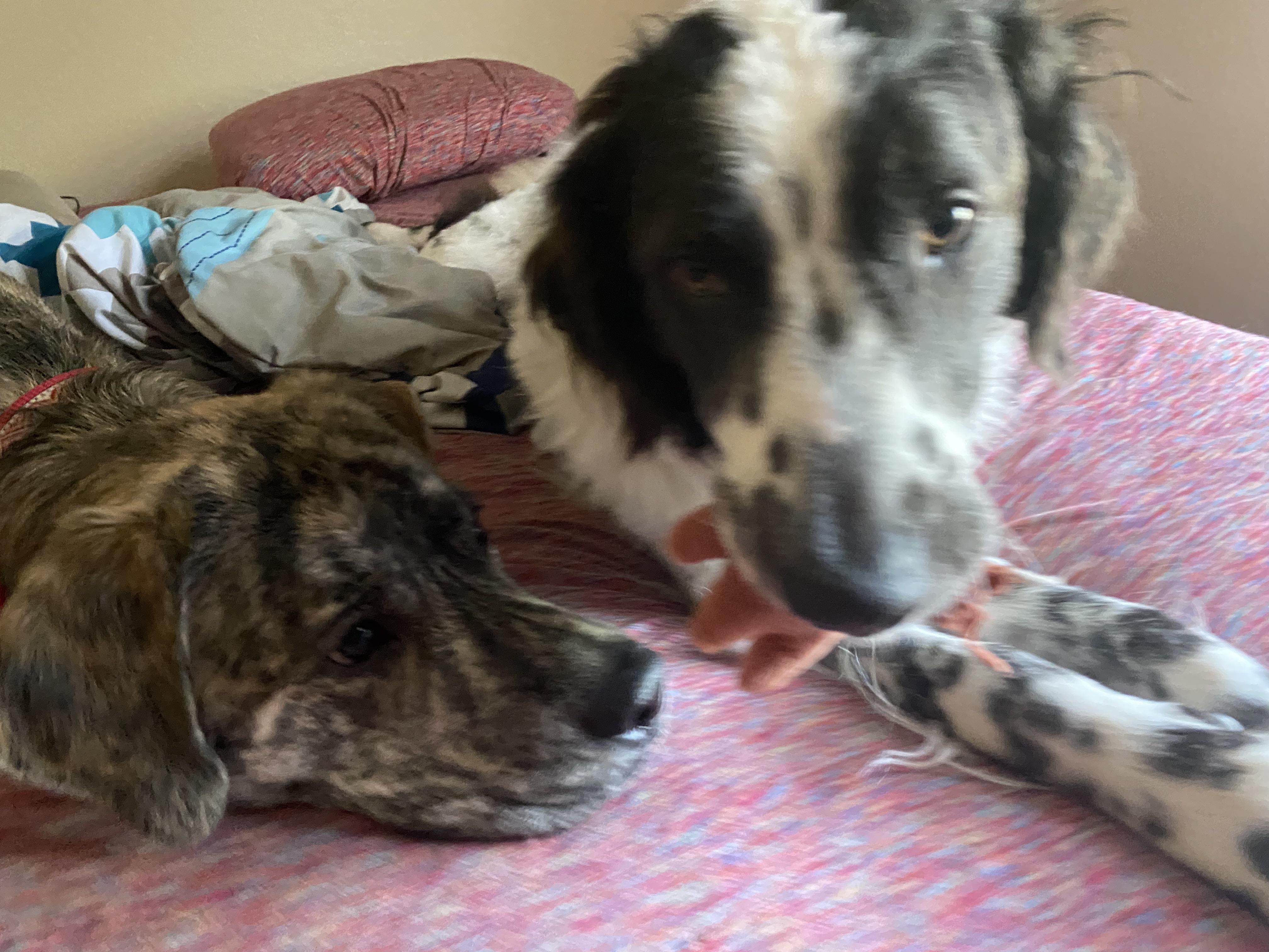 Someone ripped the legs off a toy chicken, but it’s ok because the dogs ...