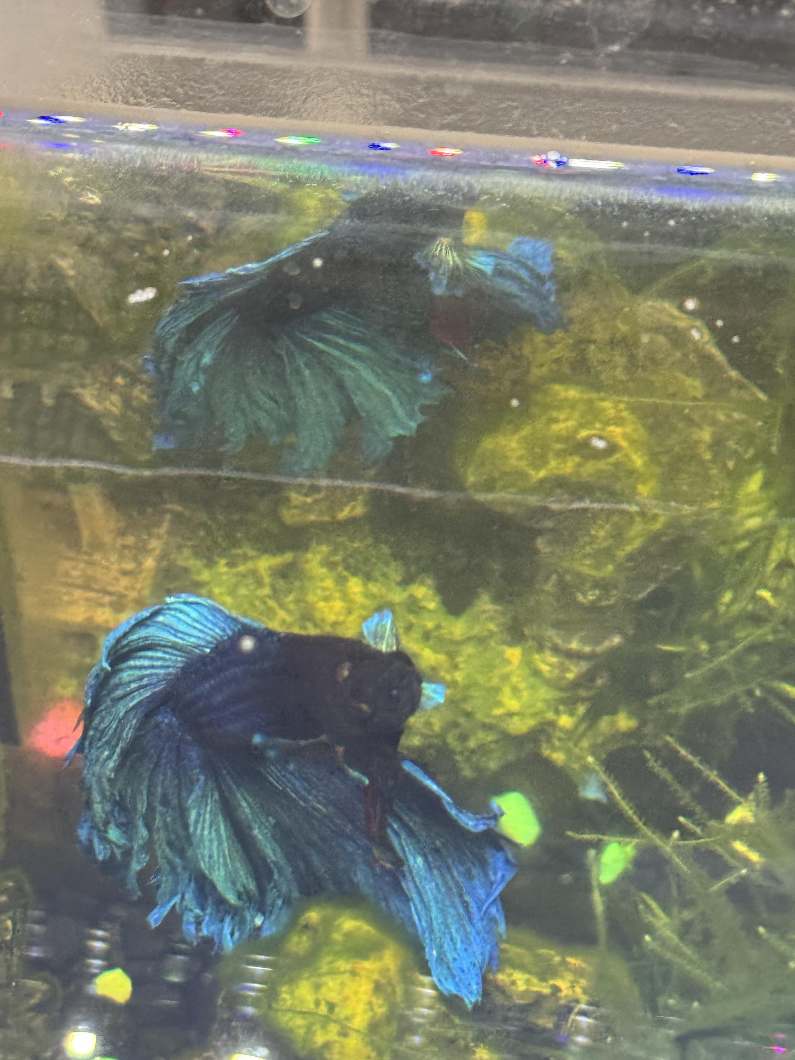 Brown spot on bettas head | Scrolller