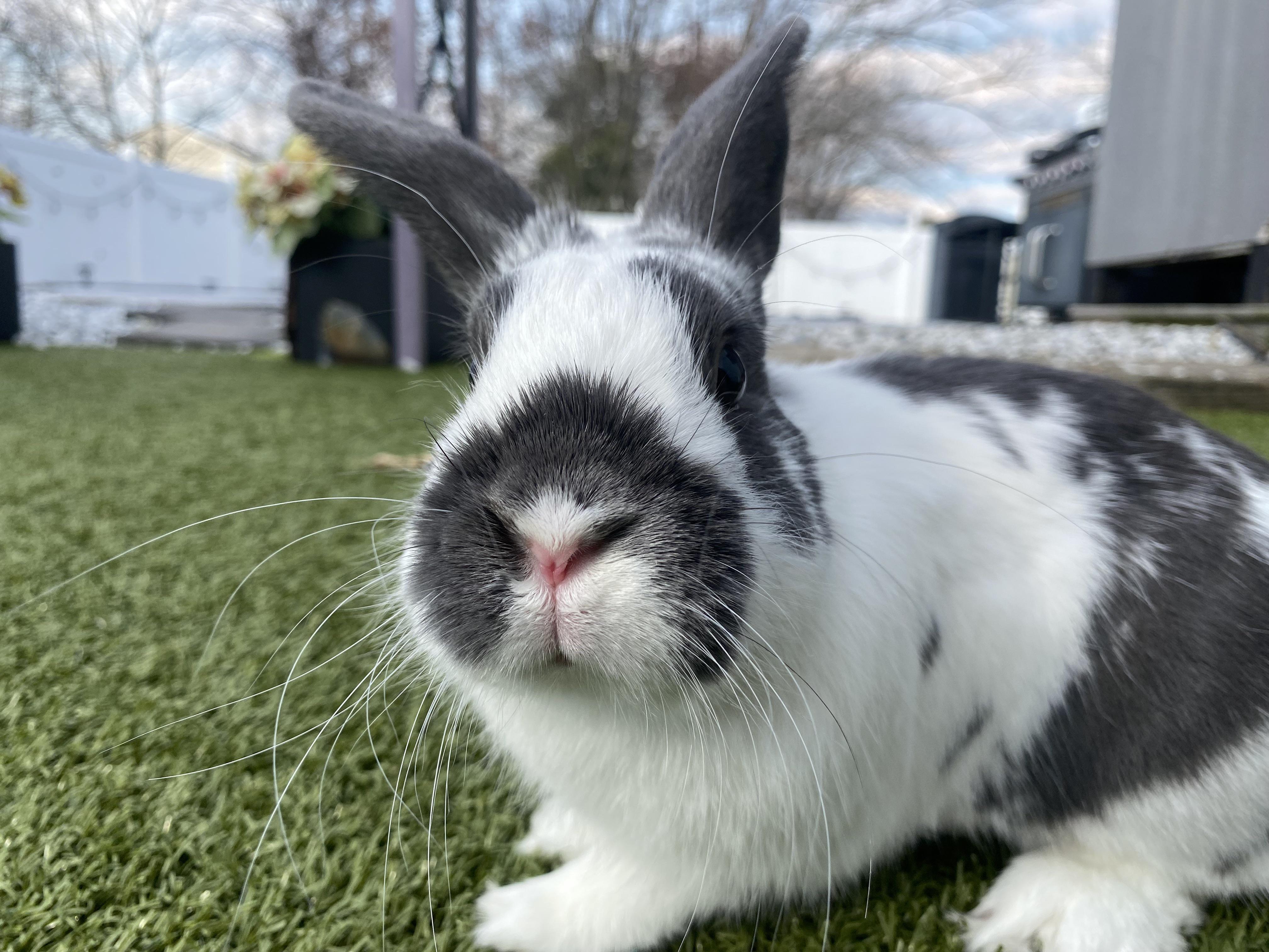 Hi! This is my bunny Samuel, he is a little over a year old. I was ...