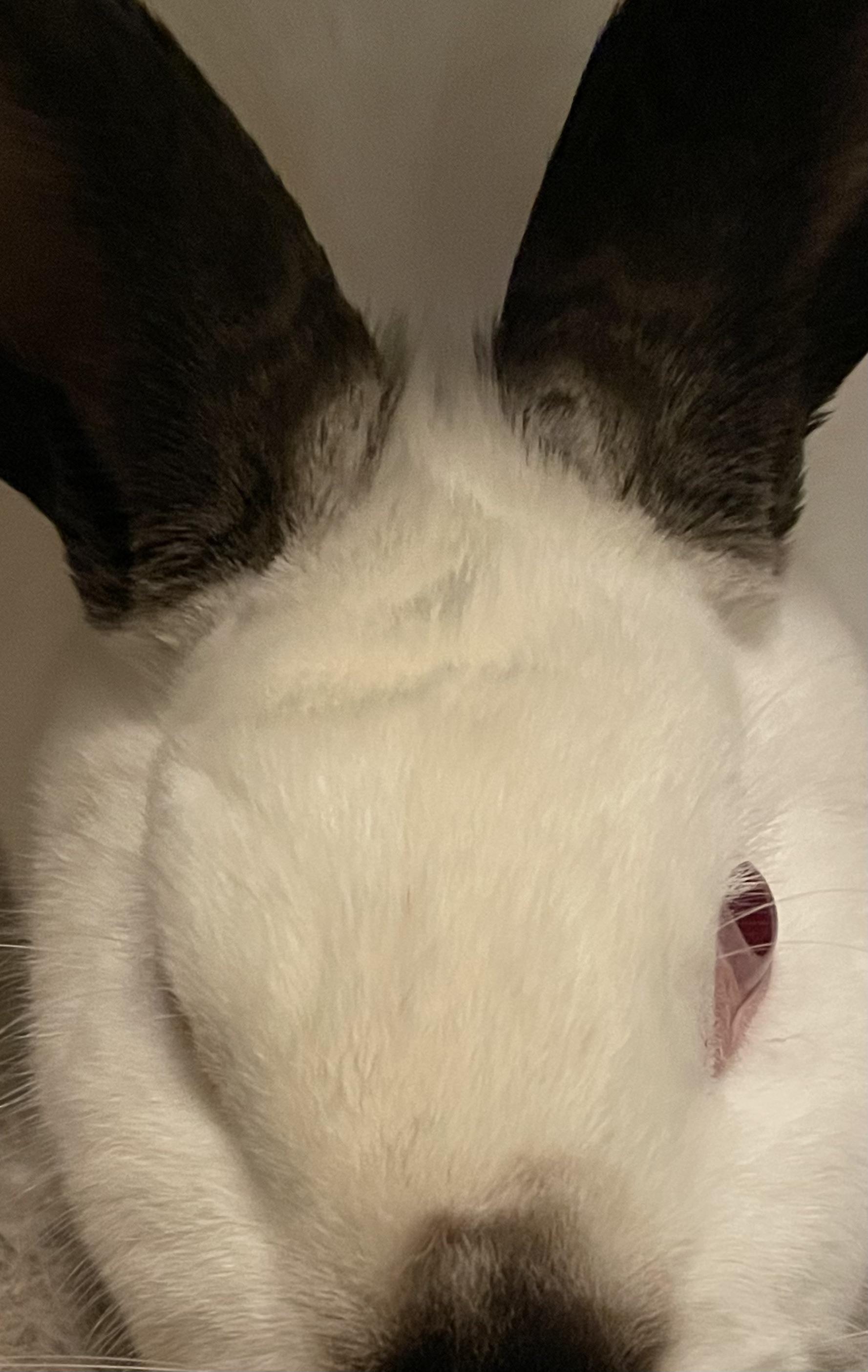 Protruding Eyes Rabbit Bulging eye | Scrolller