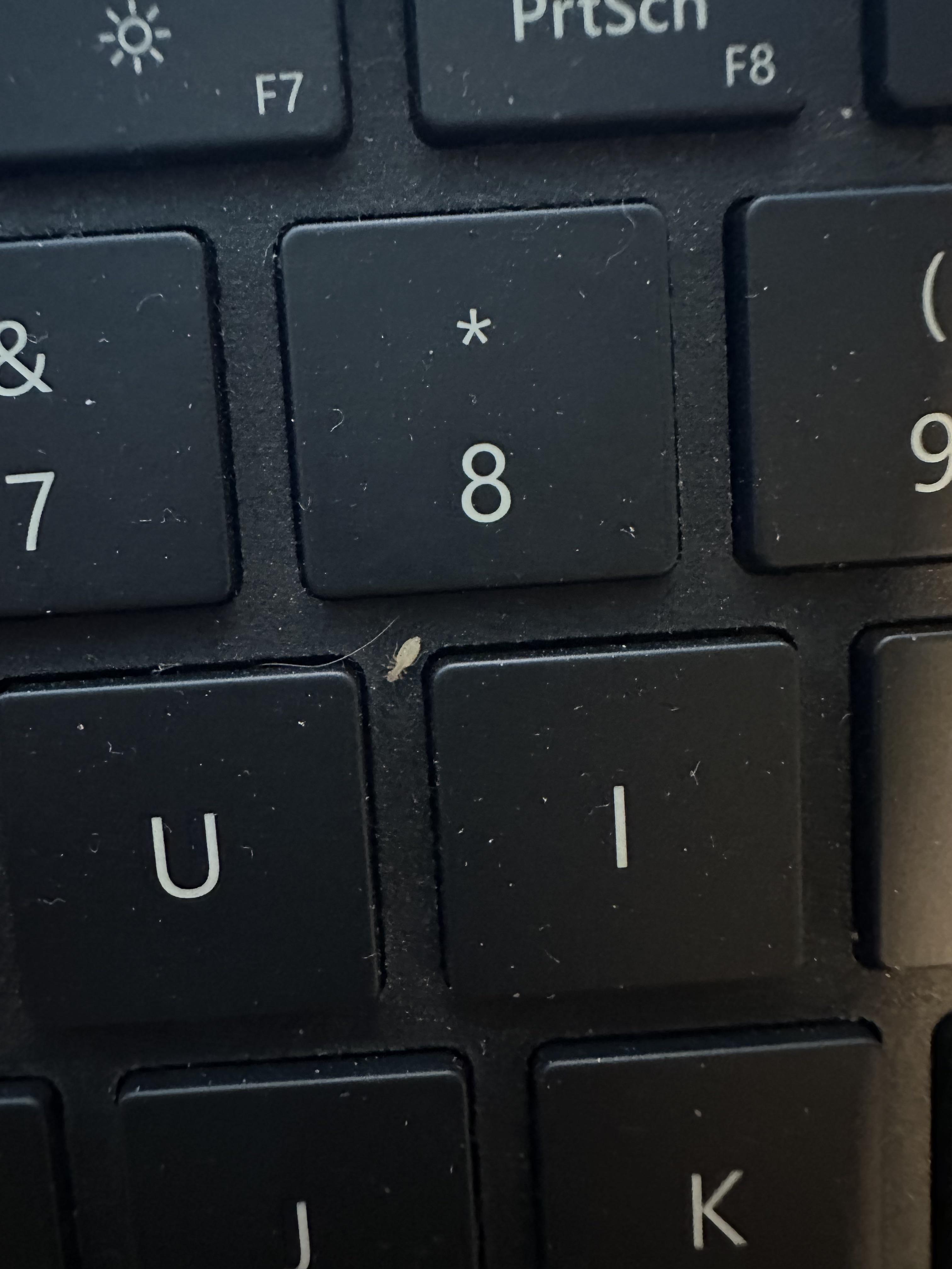 Sus little white bug…keyboard for scale | Scrolller