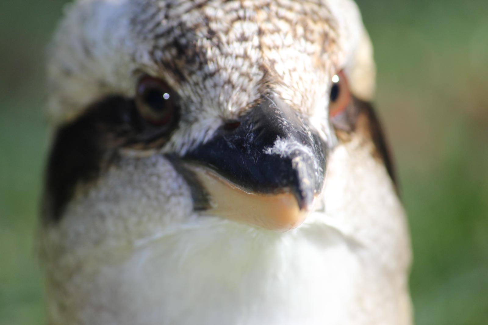 Meet our 9 kookaburras! Scrolller