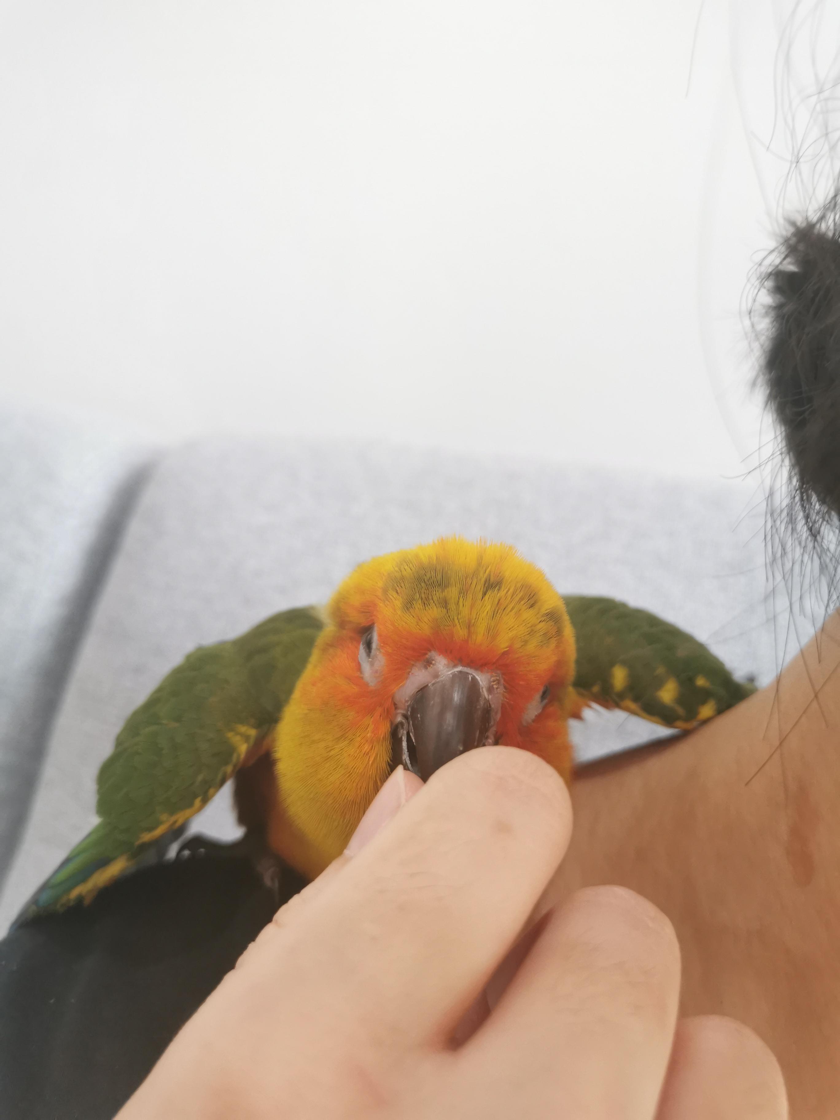 Does his cere/nares (nose area) look swollen? Or am I just overreacting?