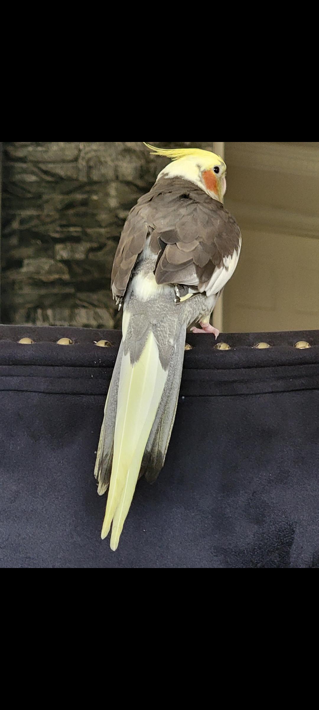 hello friends would u guys by Any chance tell me if it's a male or female the bird is about 9 months now