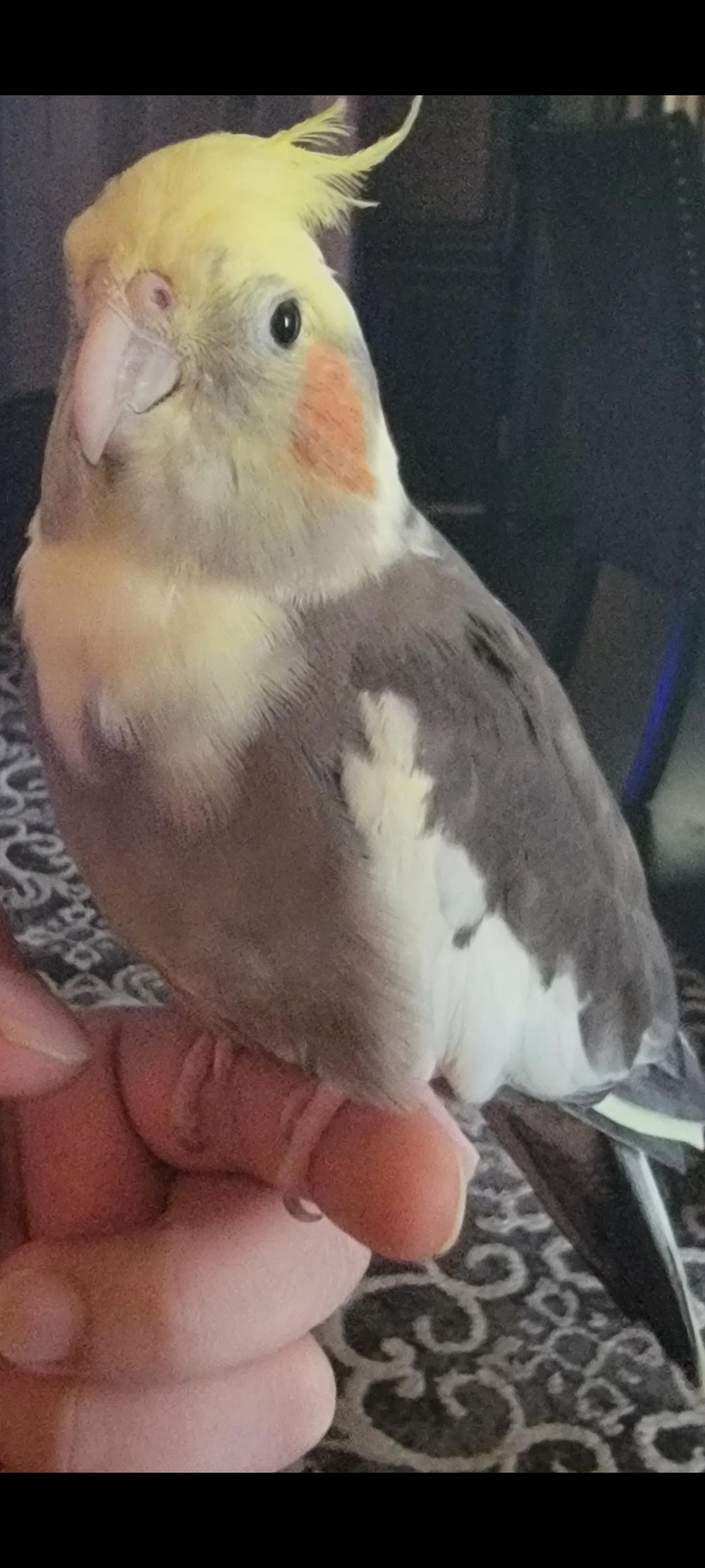 A grey and yellow cockatiel perched on a light-skinned hand in various close-up and back view poses indoors.