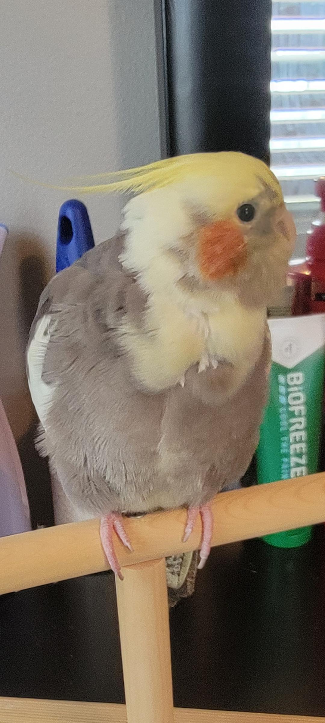 A grey and yellow cockatiel perched on a light-skinned hand in various close-up and back view poses indoors.