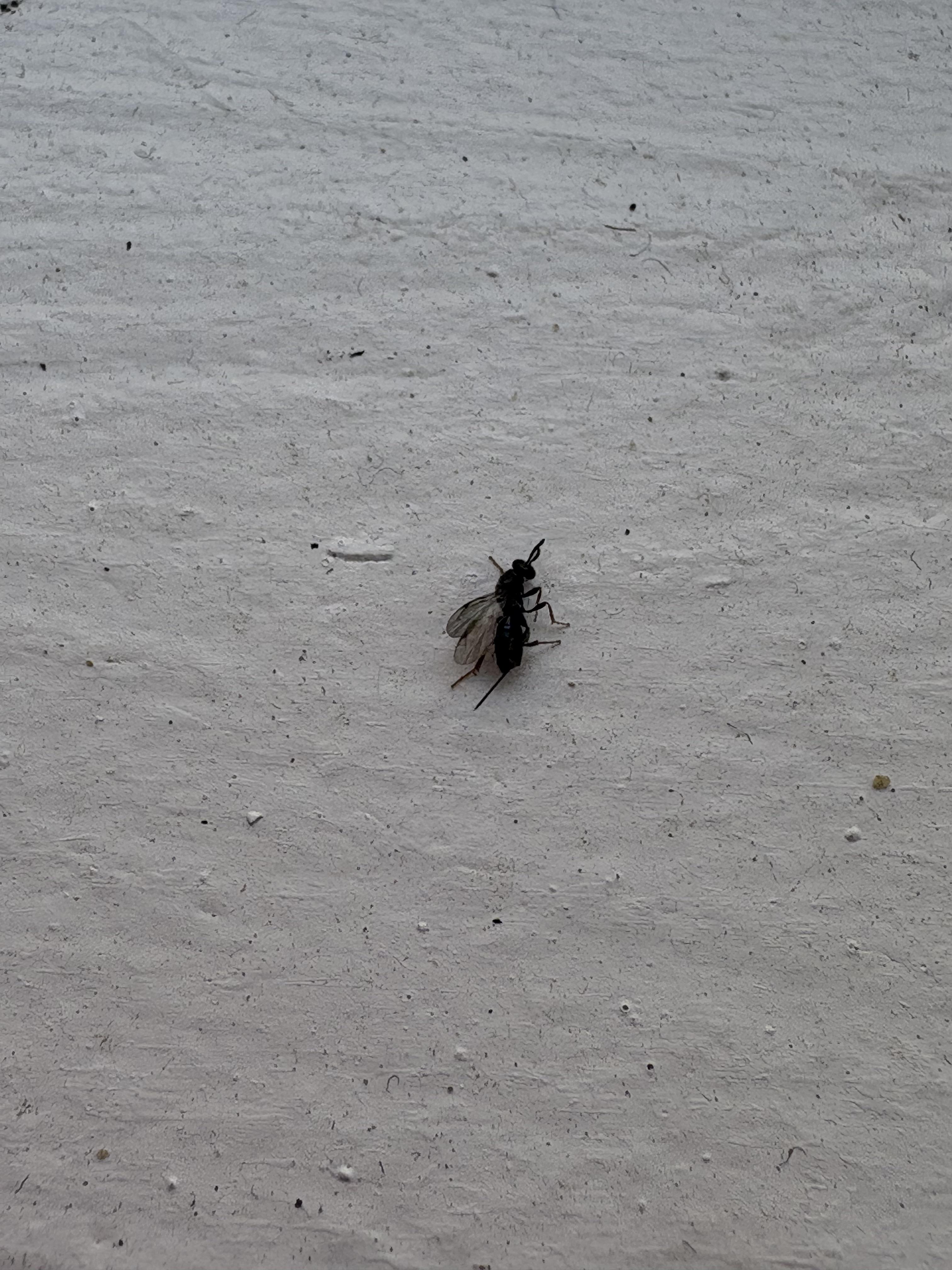 Snorting Fly Fly/gnat with stinger? | Scrolller