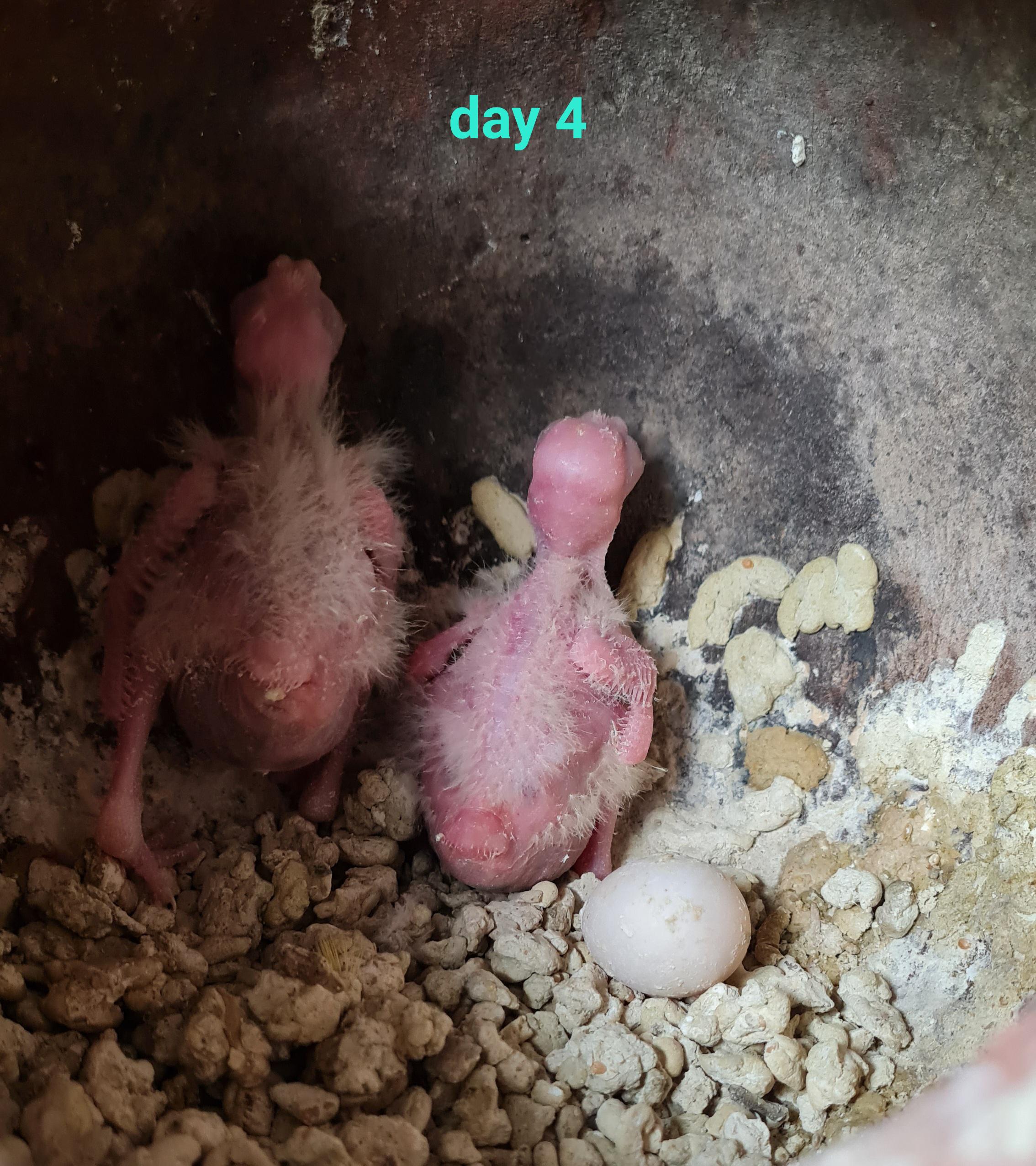 Baby cockatiels growing from day 1 to day 22 inside a nesting box