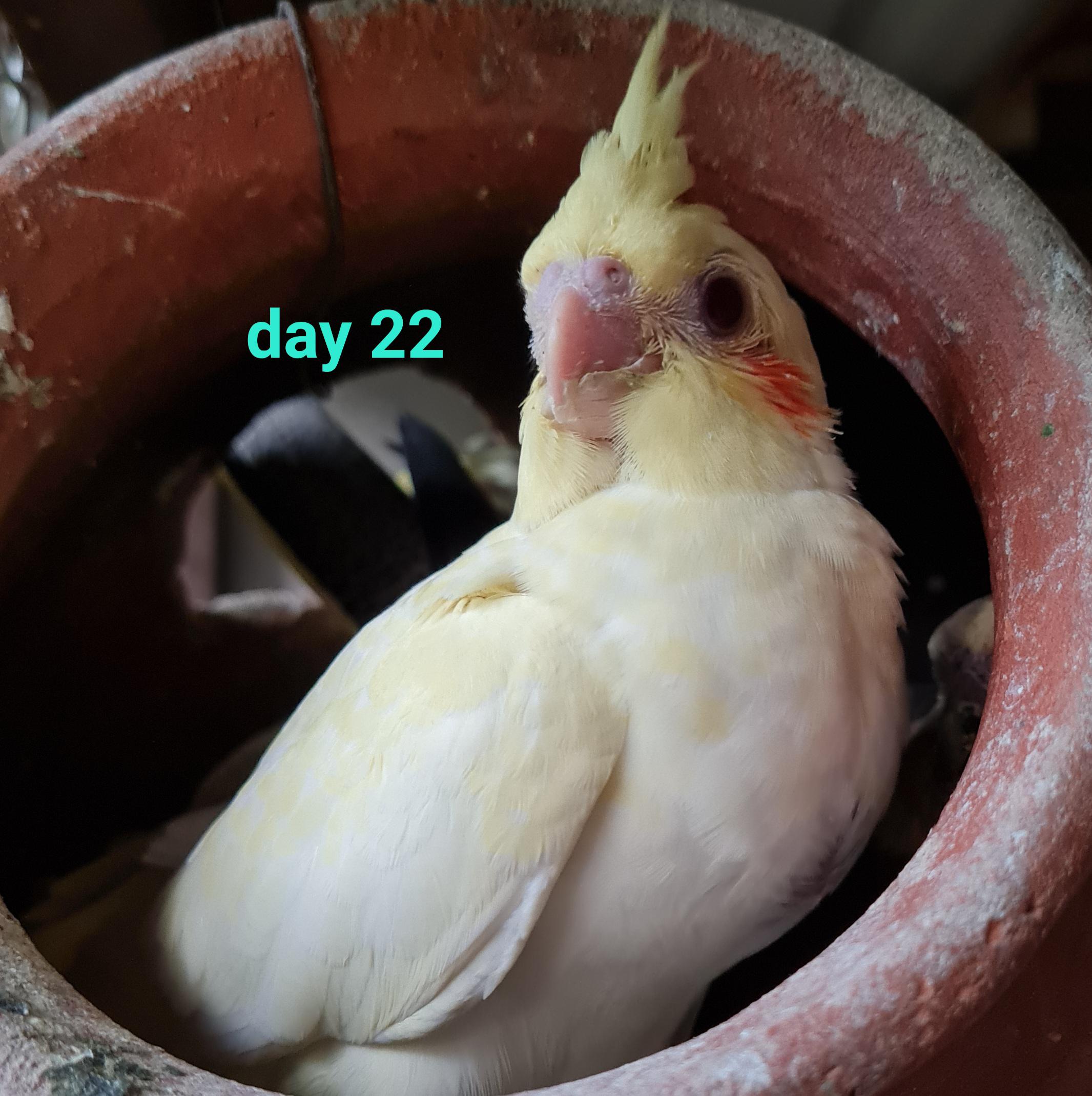 Baby cockatiels growing from day 1 to day 22 inside a nesting box