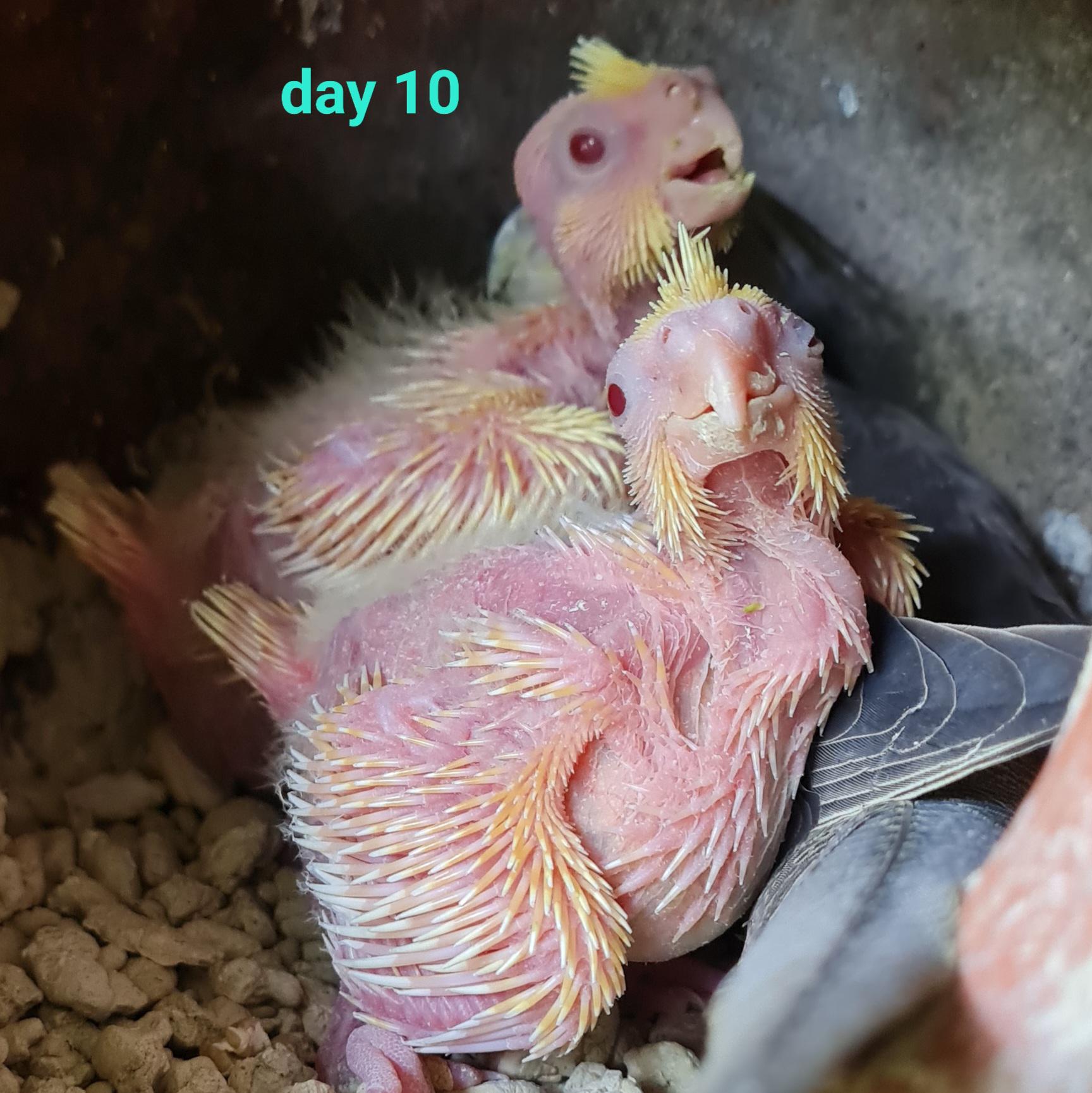 Day 1 to day 22 baby cockatiels 🤩