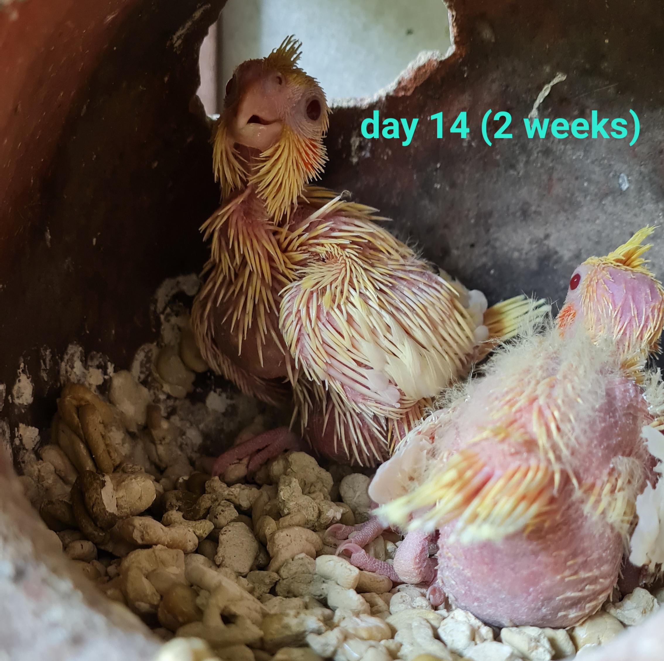 Baby cockatiels growing from day 1 to day 22 inside a nesting box