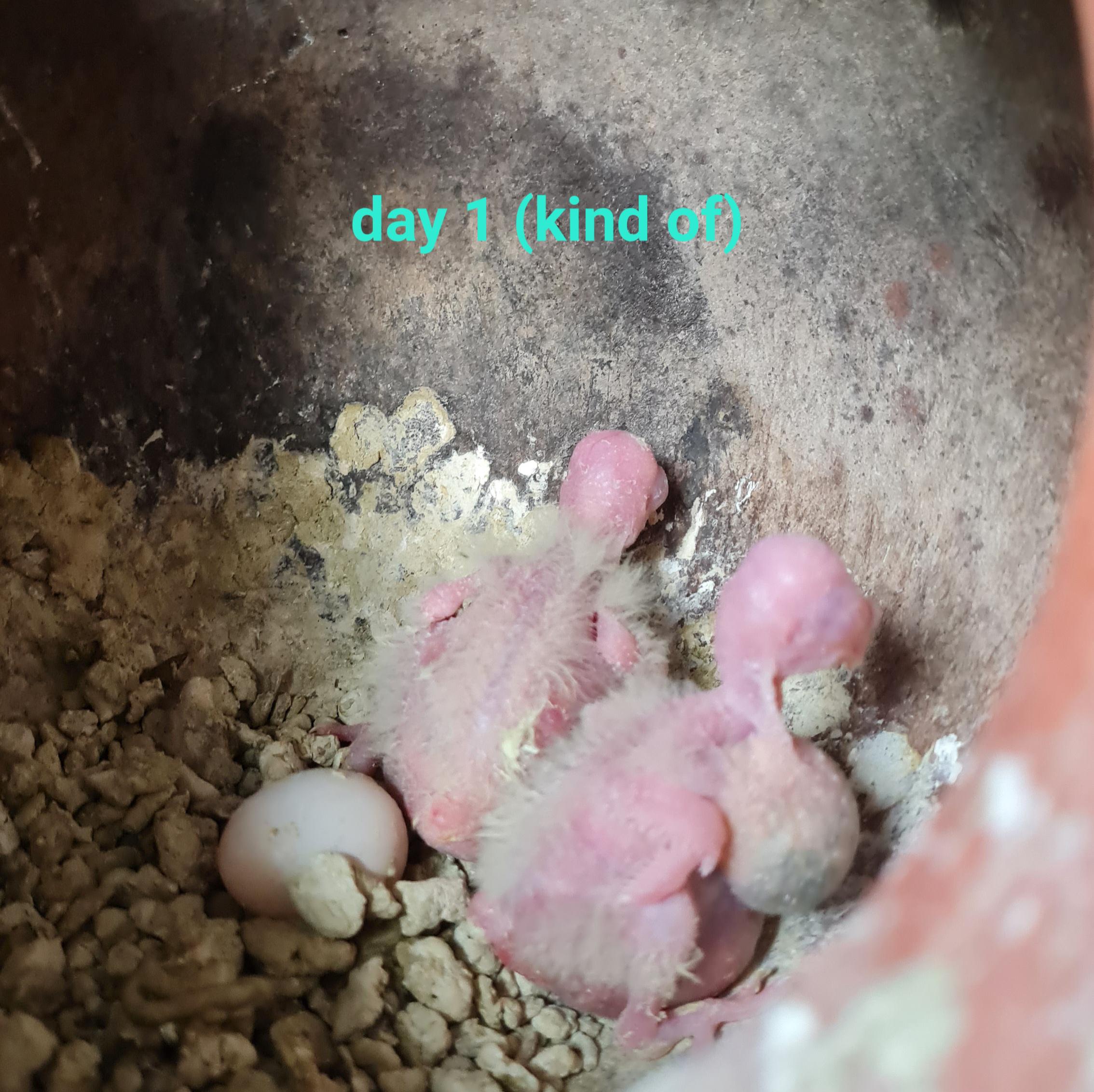 Baby cockatiels growing from day 1 to day 22 inside a nesting box
