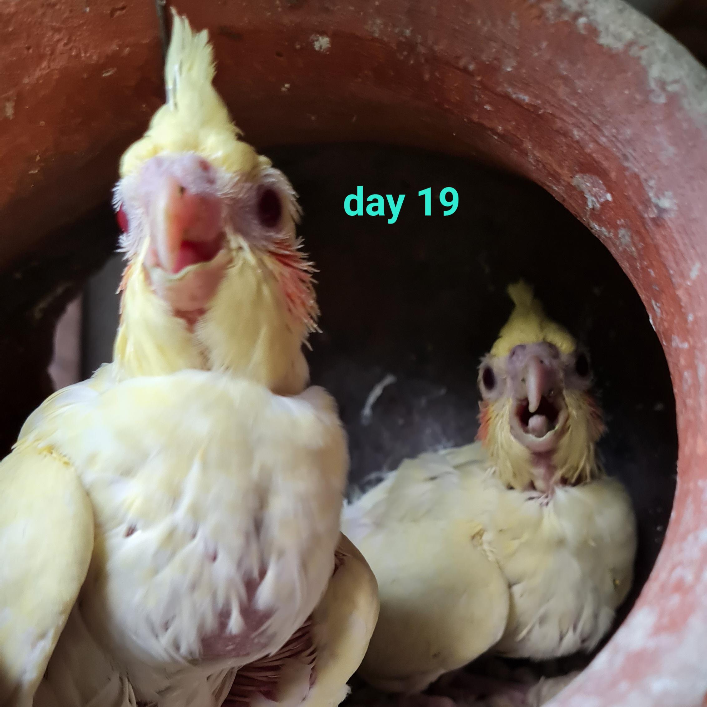Baby cockatiels growing from day 1 to day 22 inside a nesting box