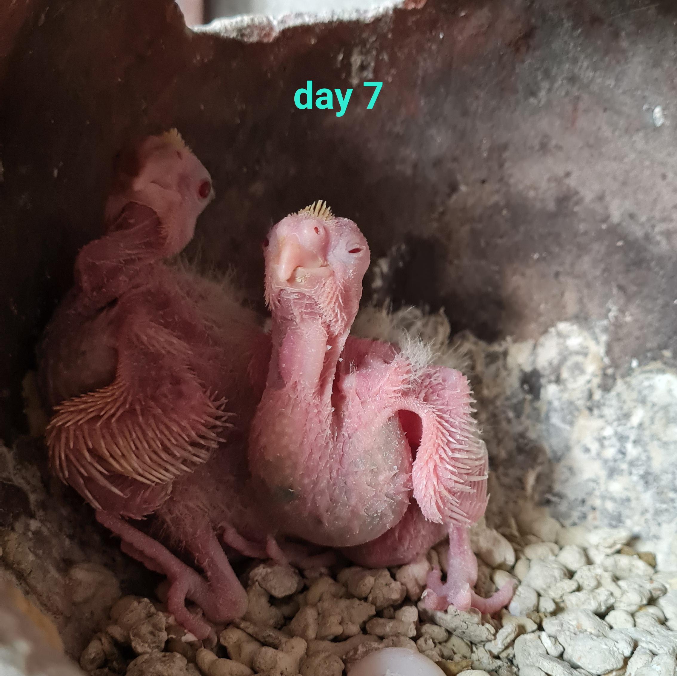 Baby cockatiels growing from day 1 to day 22 inside a nesting box