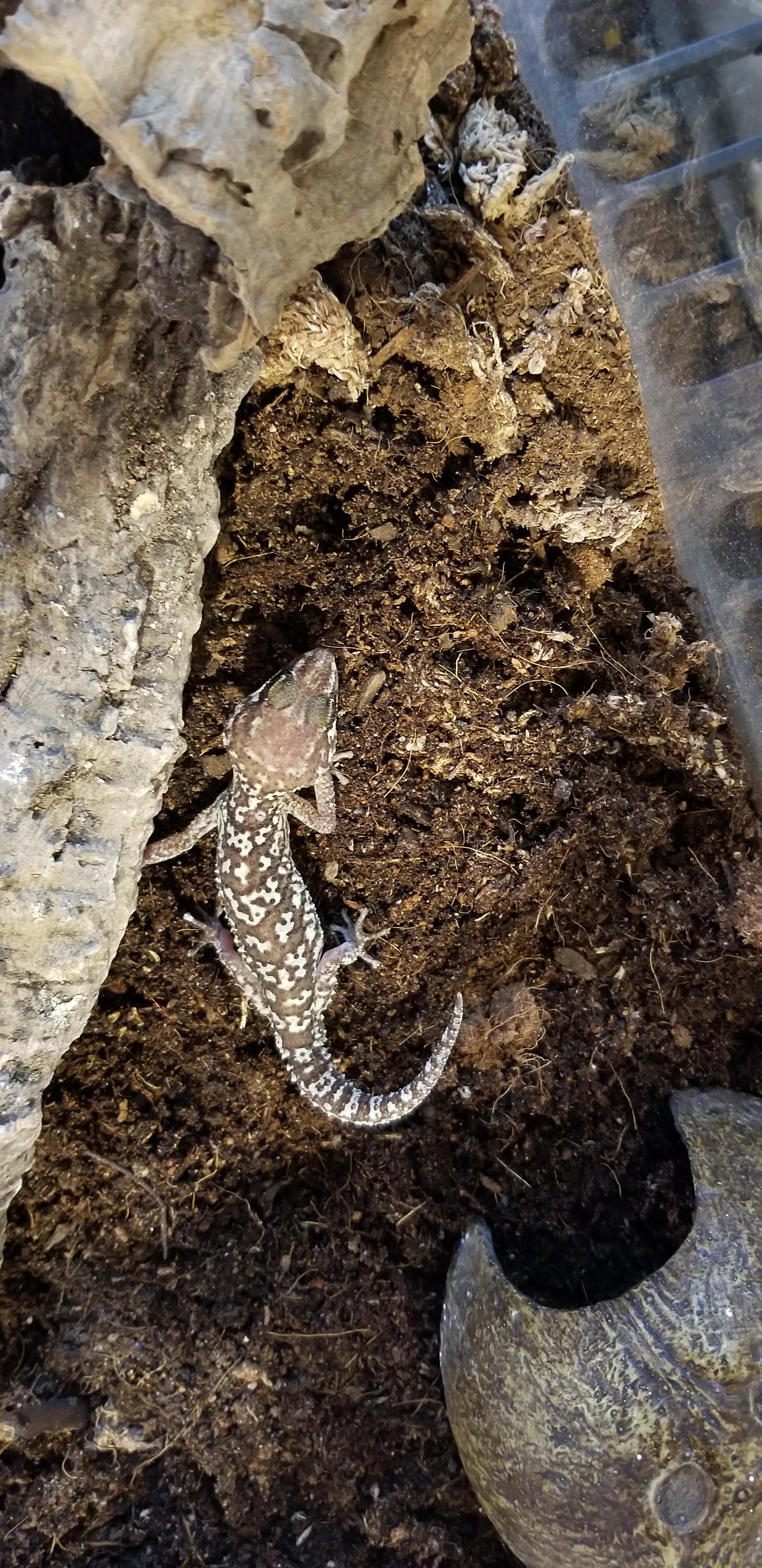 Pitus Gecko Update on the pictus gecko I posted about the other day. More in ...