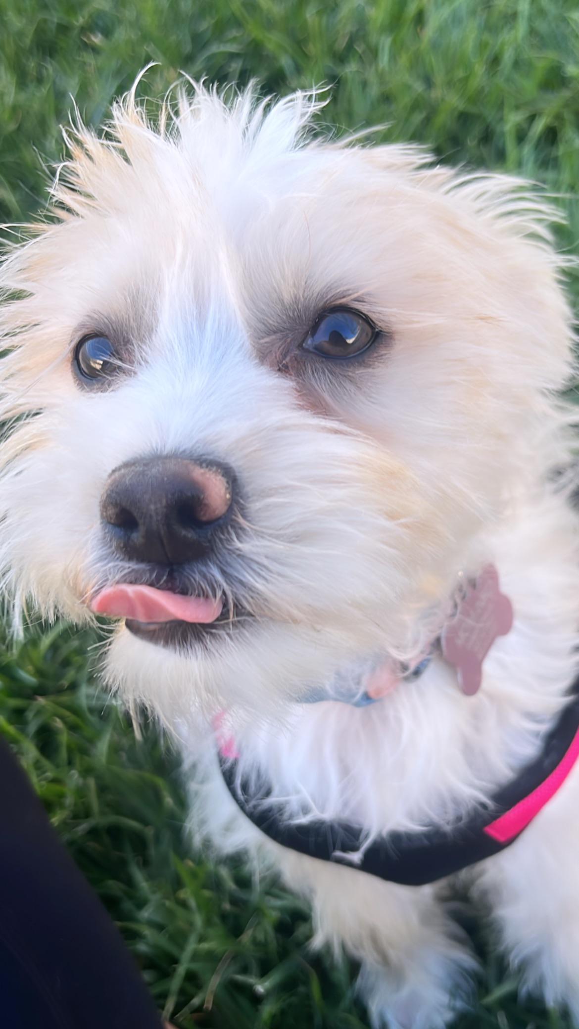 Maltiese Mix Maltese mix? | Scrolller