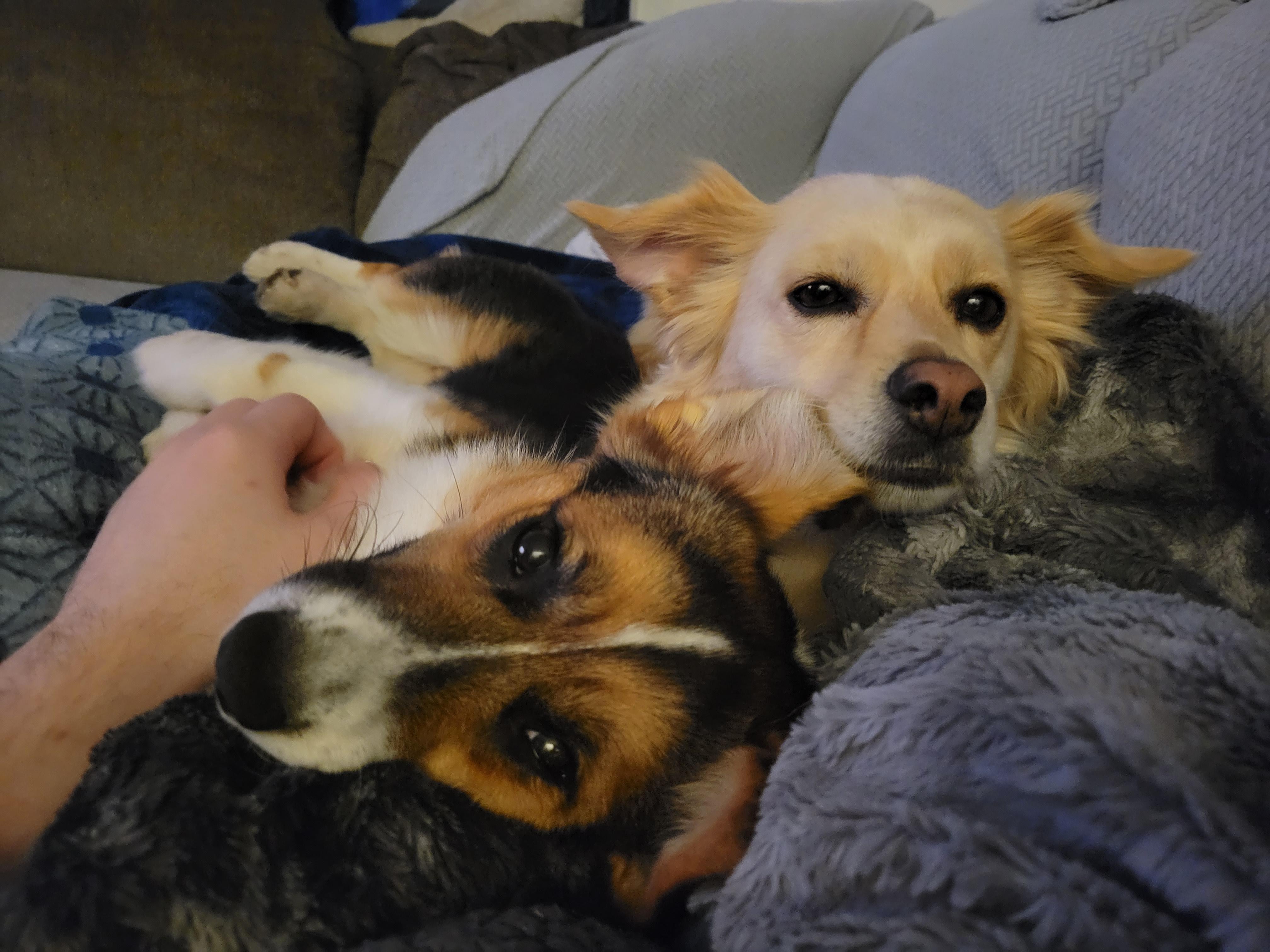 One of the best parts of having two dogs is watching them grow close ...