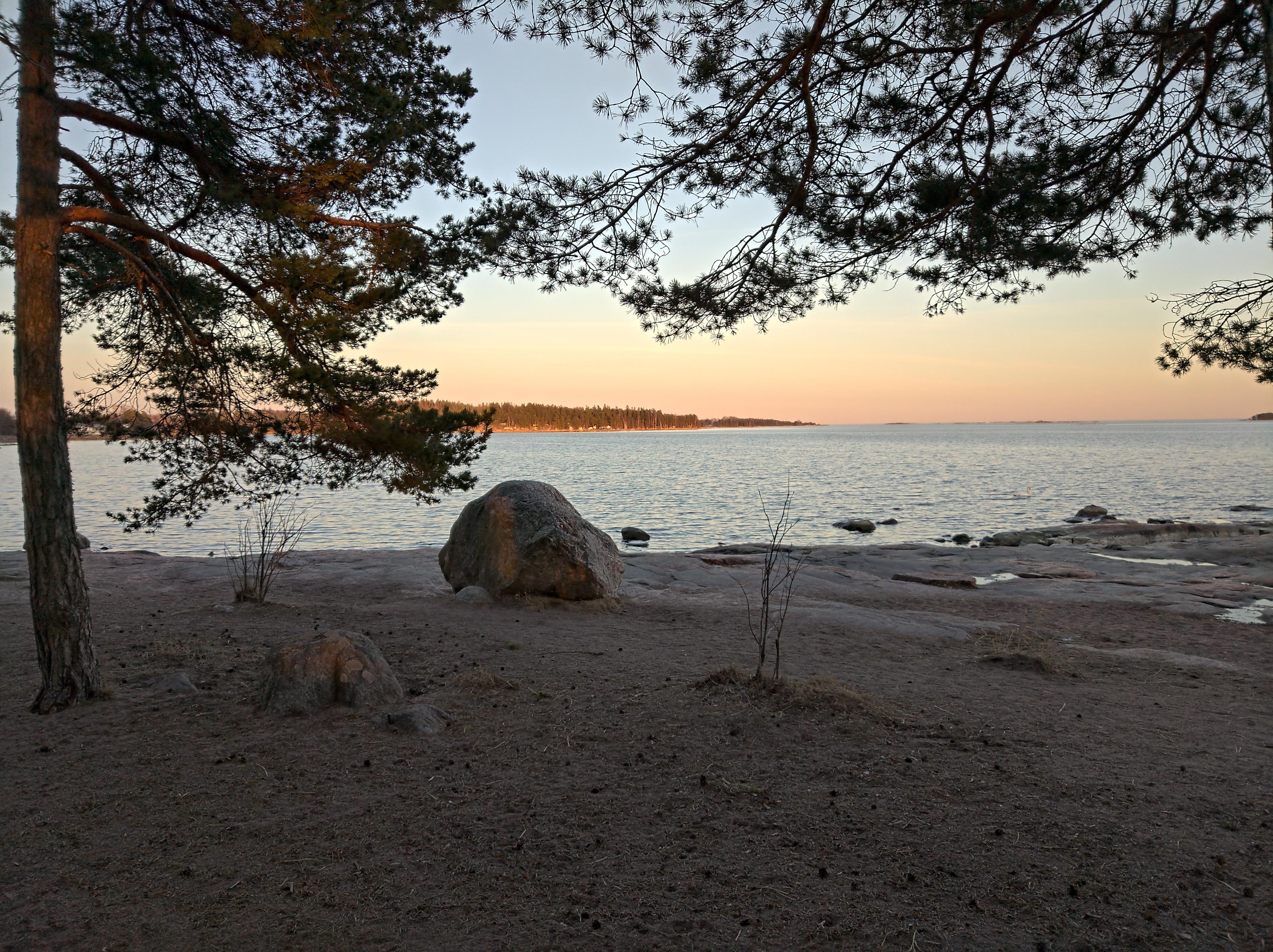 Spring evening by the sea in Southern Finland with a large boulder on a sandy shore and pine tree branches
