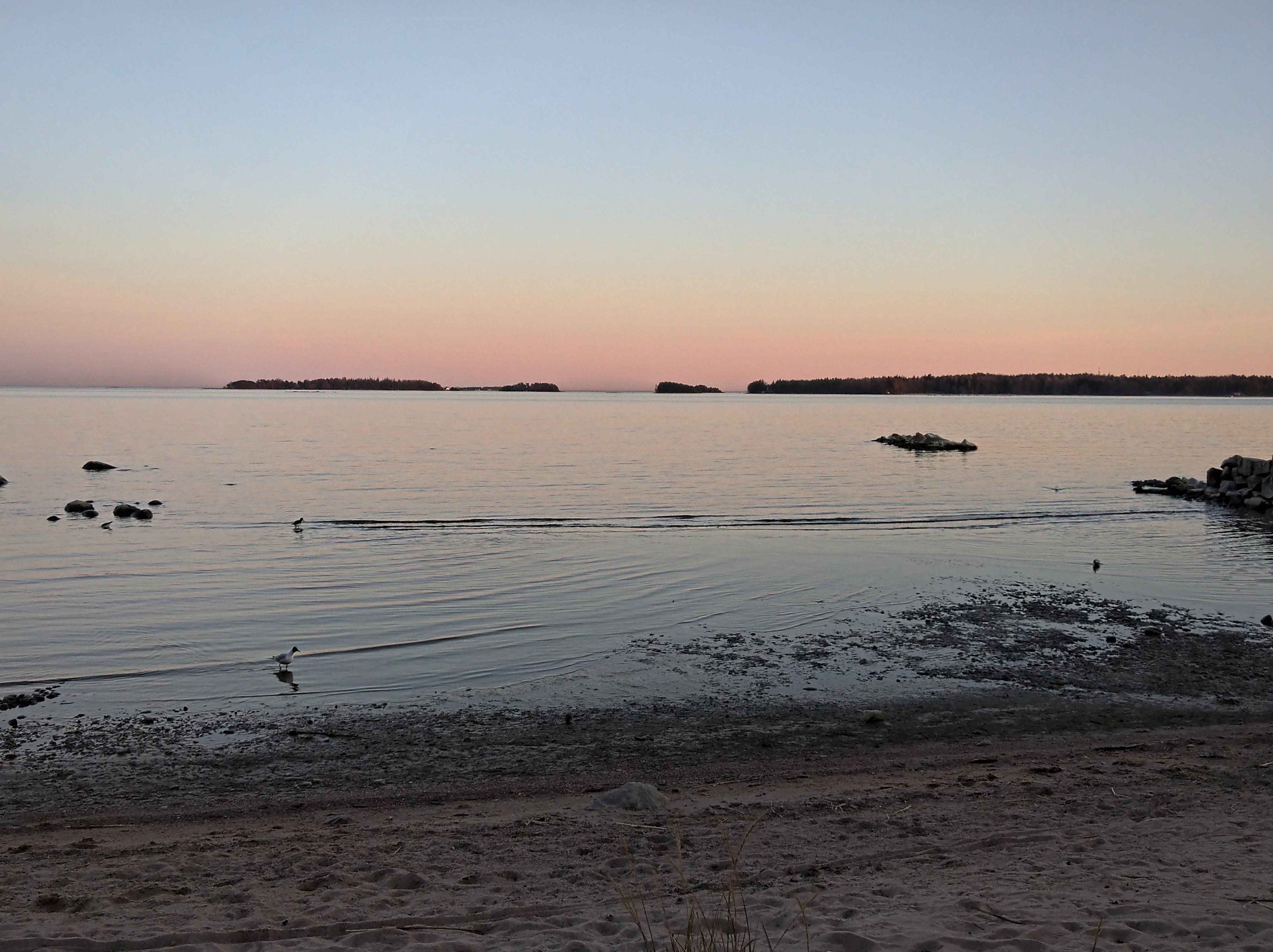 Spring evening by the sea in Southern Finland with a large boulder on a sandy shore and pine tree branches