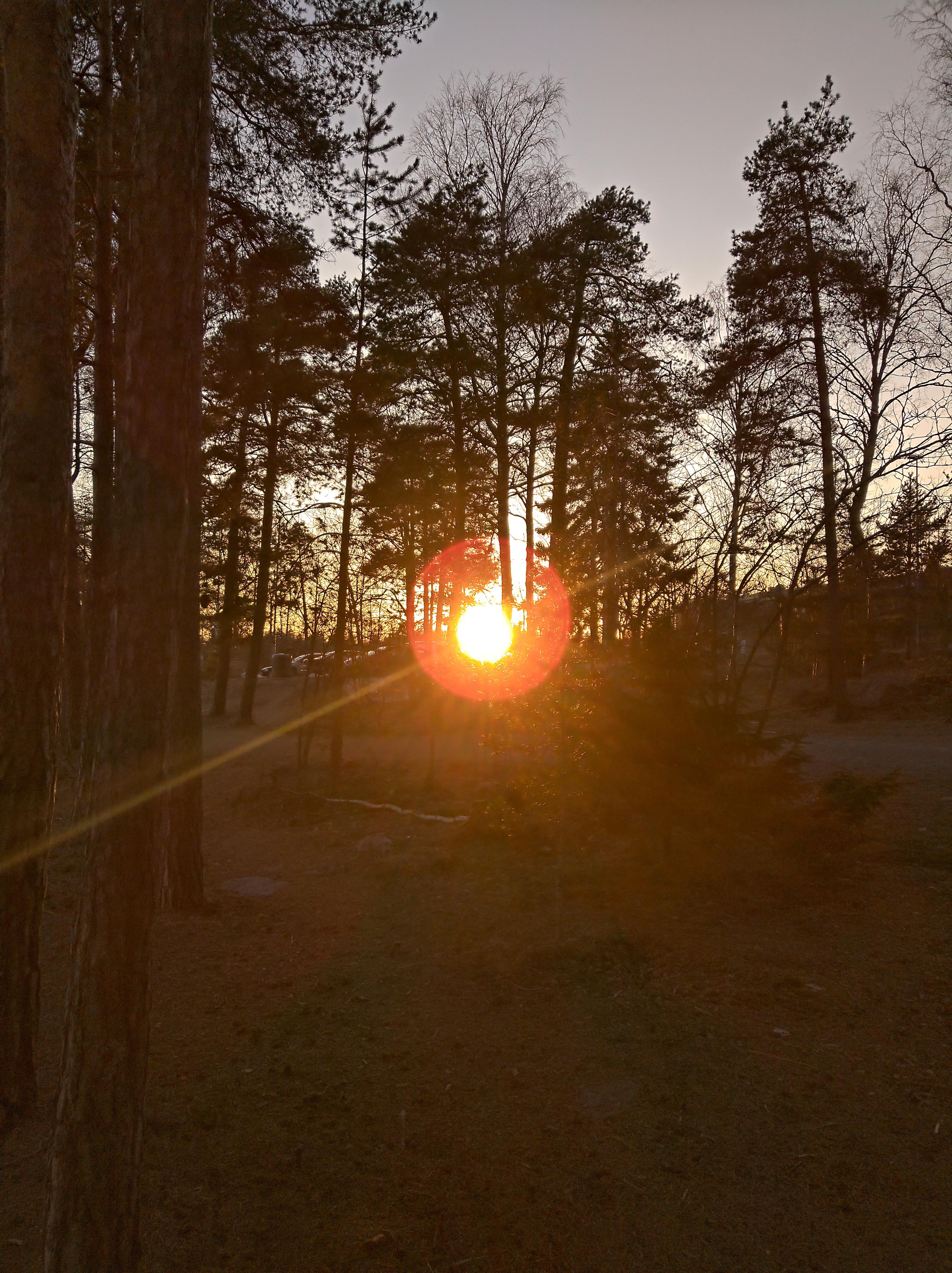 Spring evening by the sea in Southern Finland with a large boulder on a sandy shore and pine tree branches
