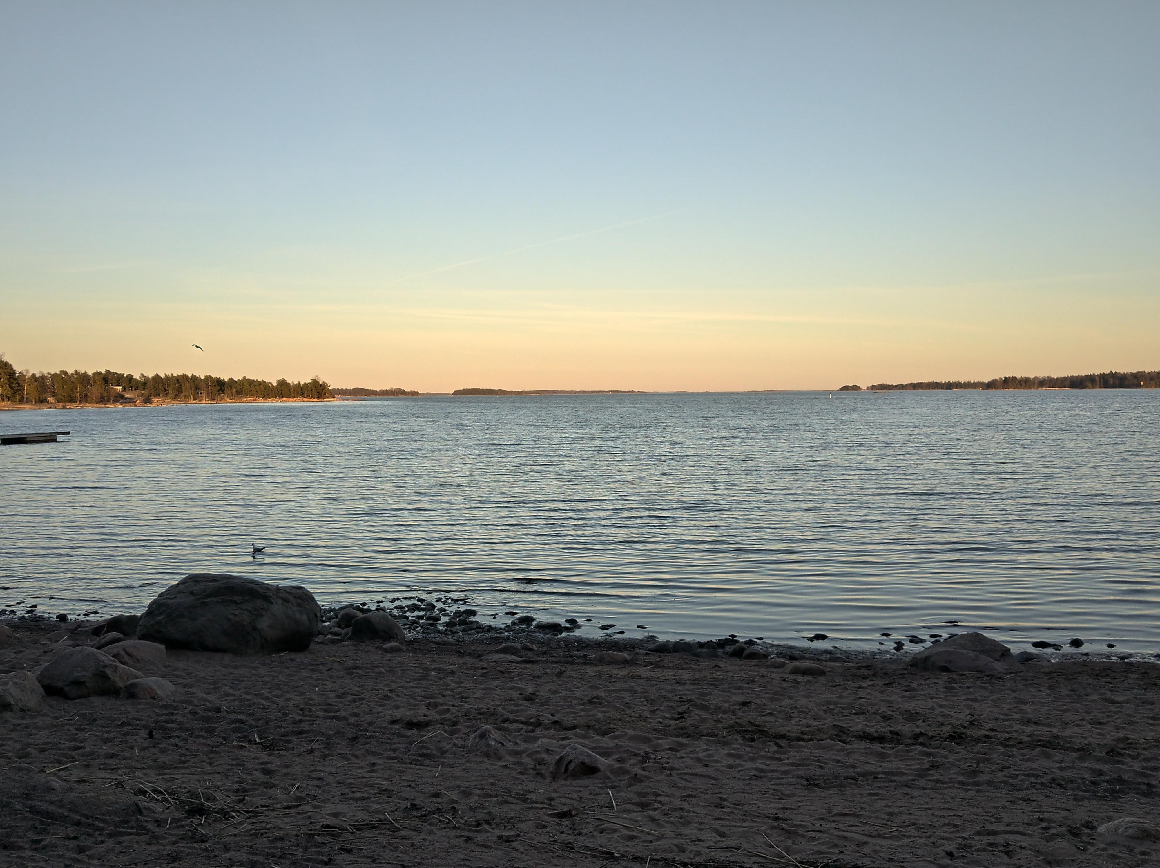 Spring evening by the sea in Southern Finland with a large boulder on a sandy shore and pine tree branches