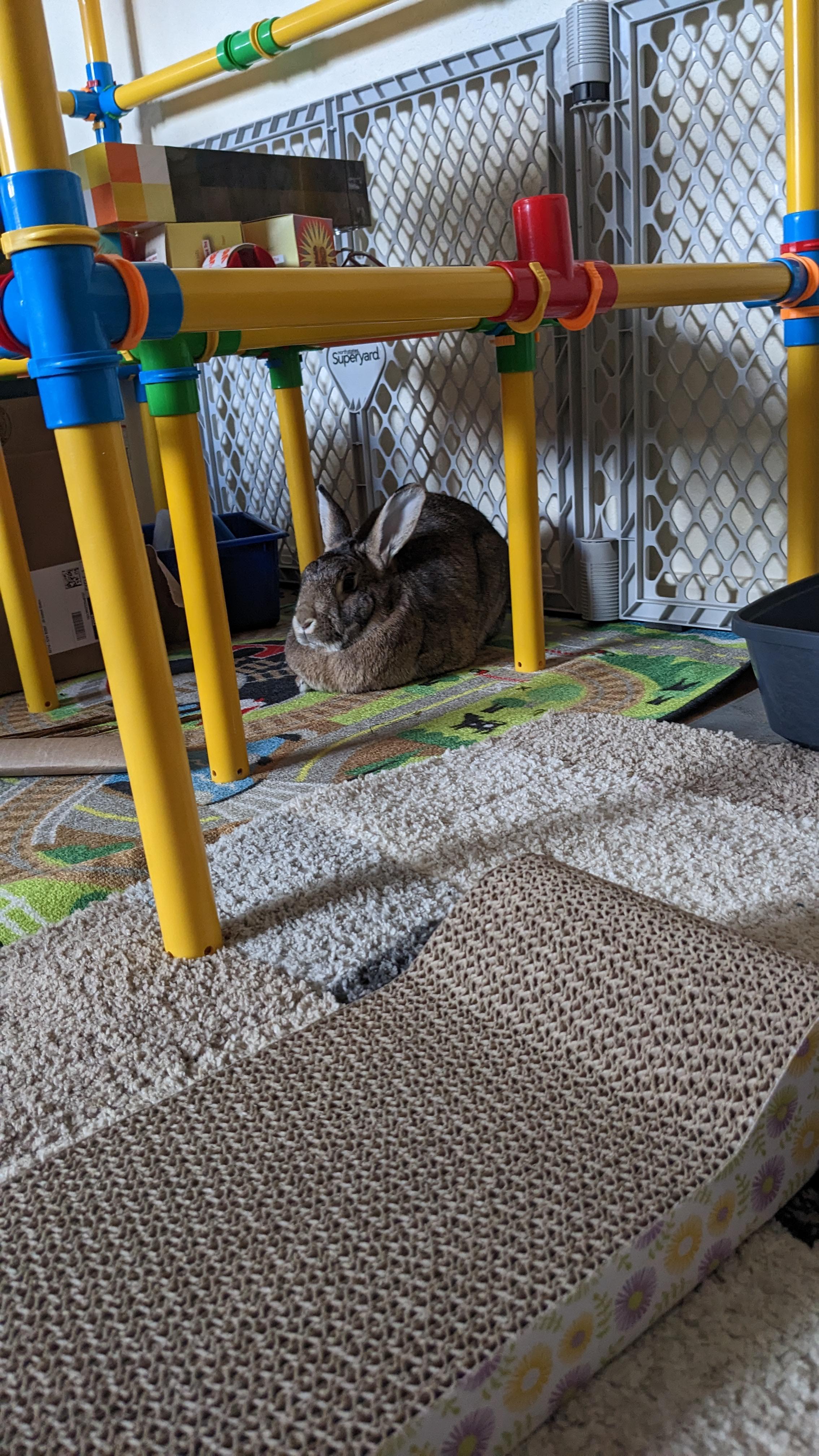 Just got my firt bunny. The shelter didn't have much info on her, what ...
