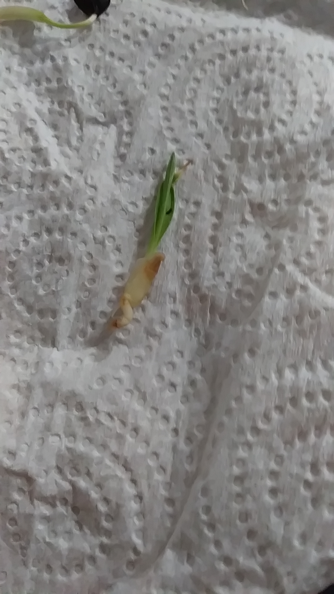 What plant do these seeds belong to? I cant remember.. | Scrolller